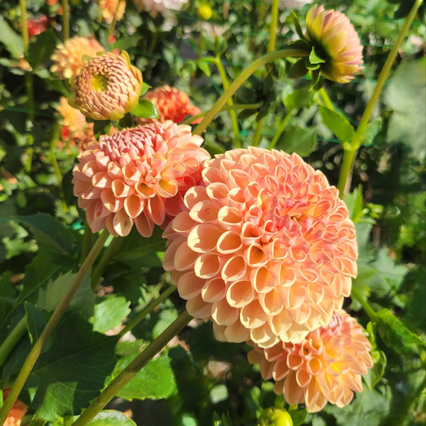 Valley Tawny
