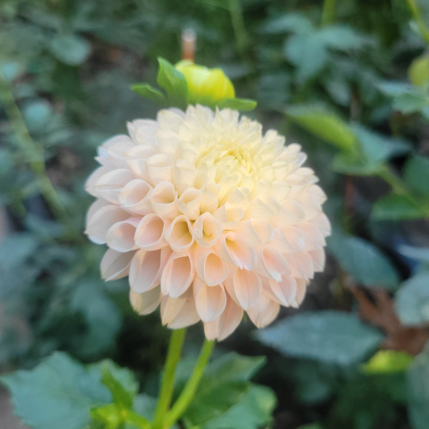 Hollyhill Pollyanna