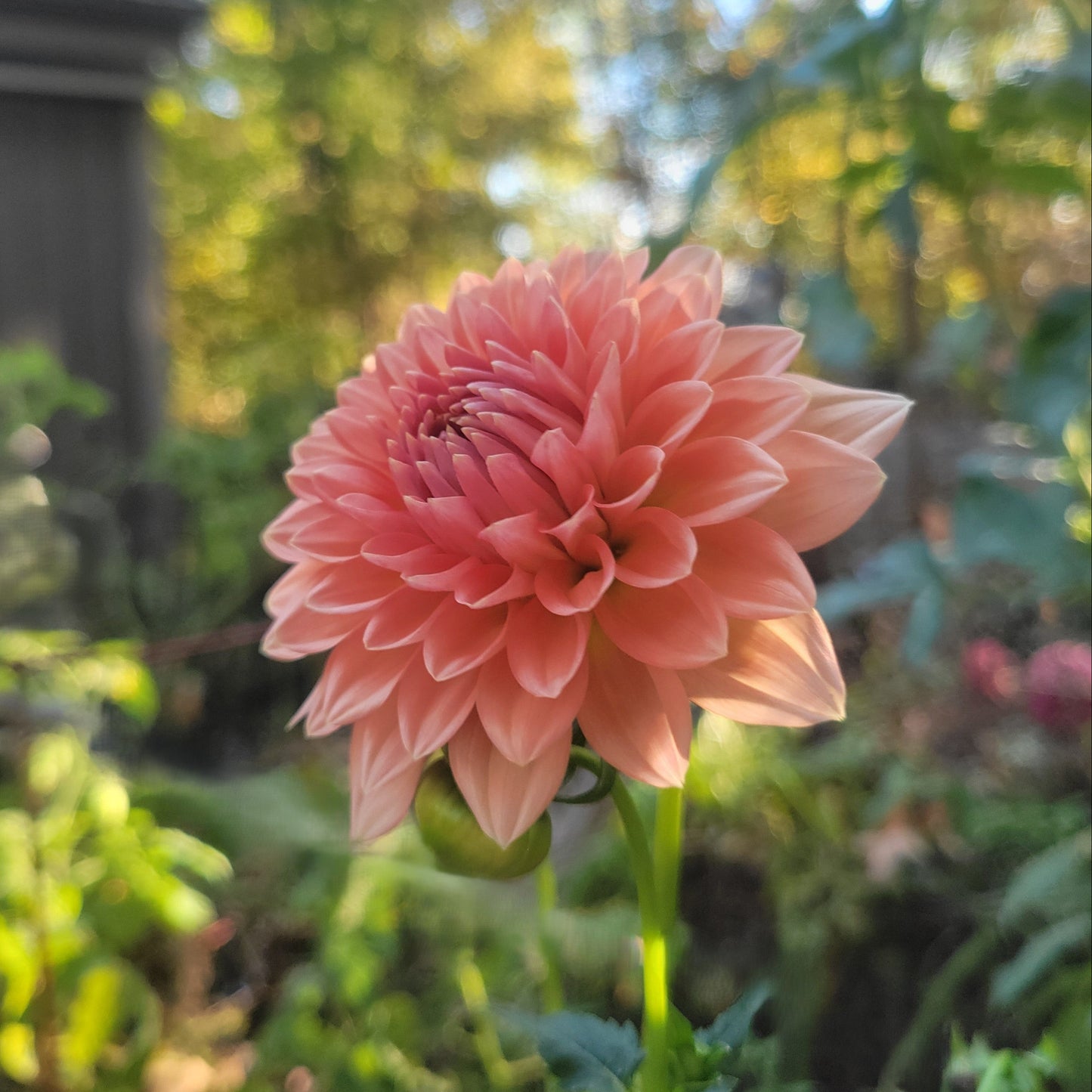 Lee's Zesty Peach