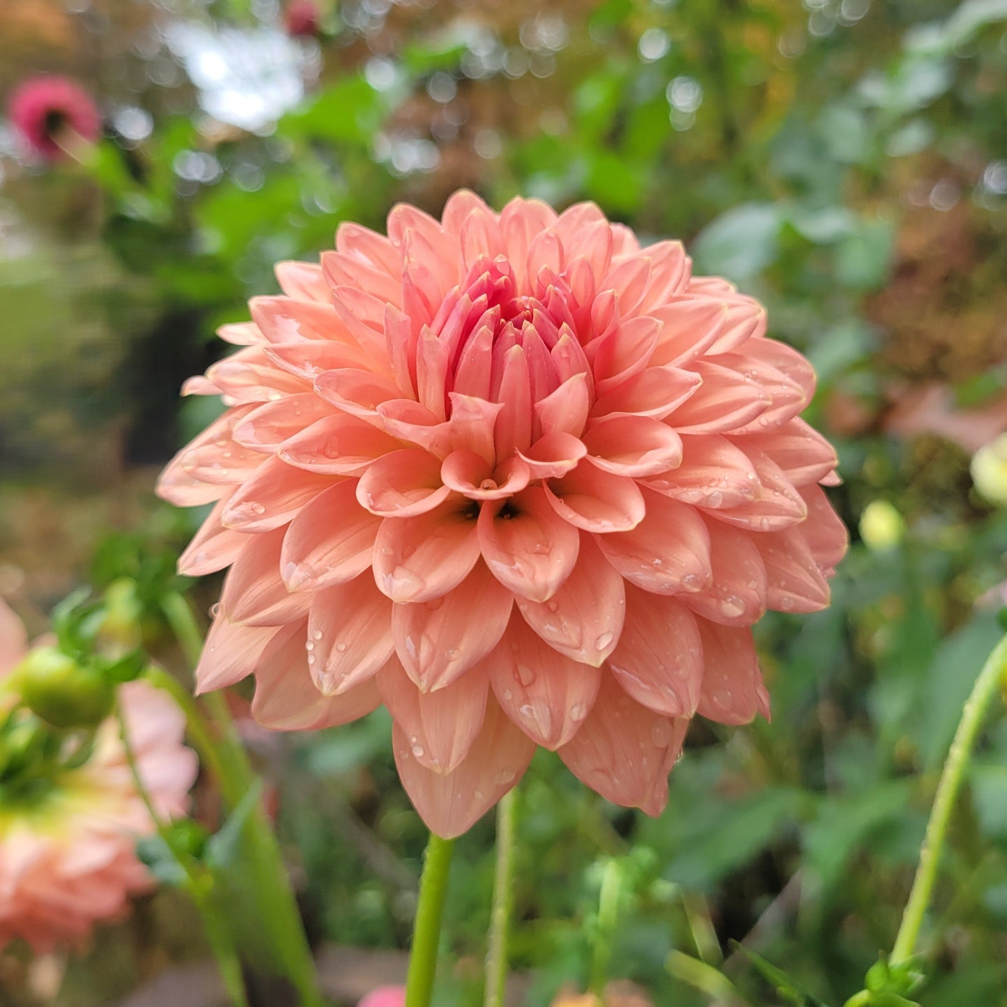 Lee's Zesty Peach