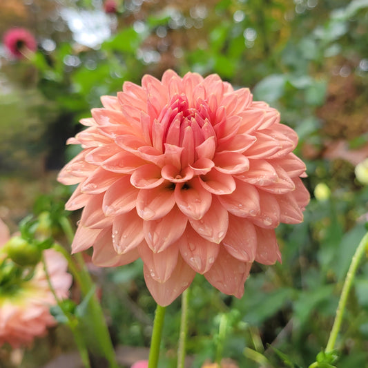 Lee's Zesty Peach