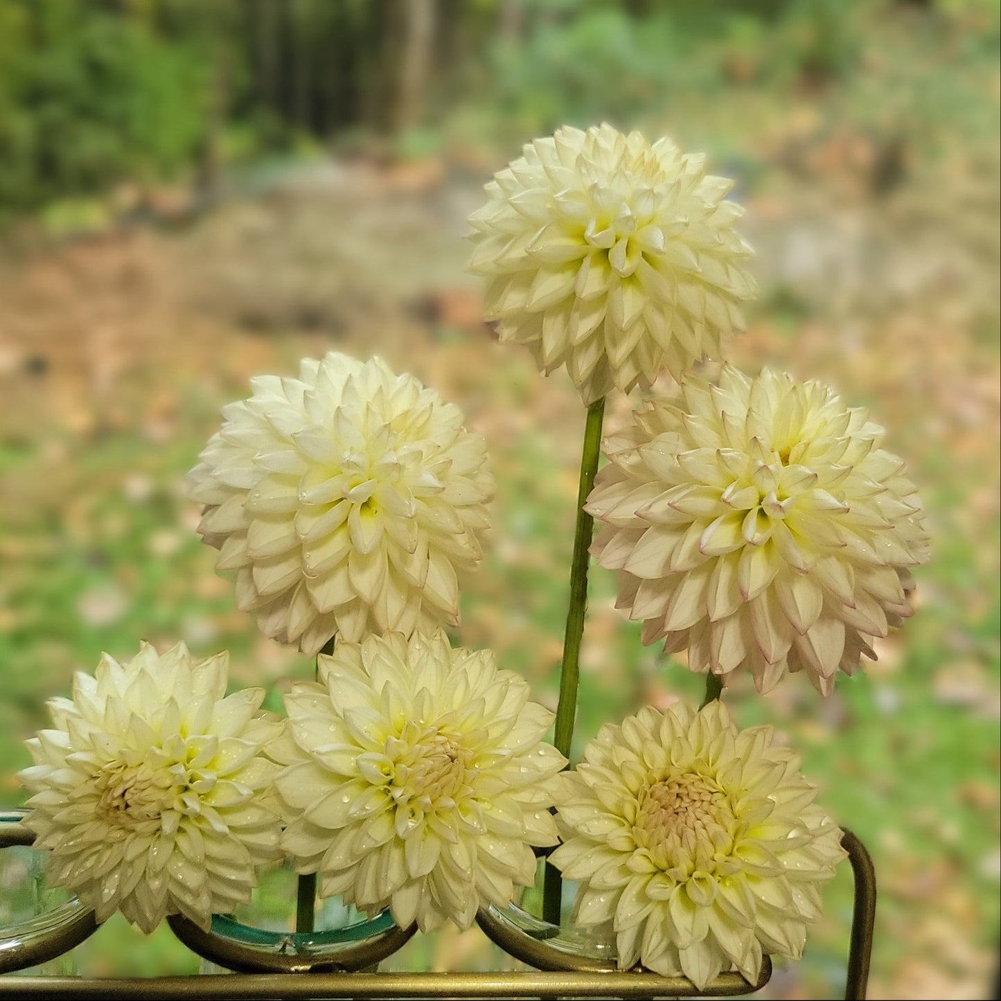Valley Porcupine
