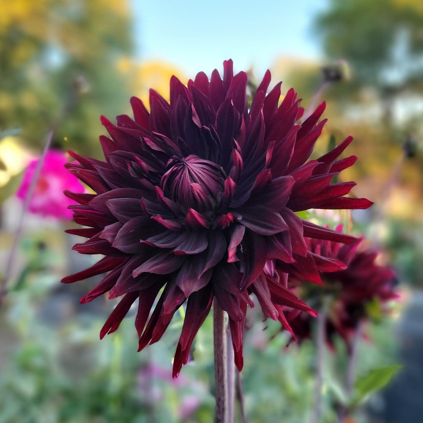 Black Jack