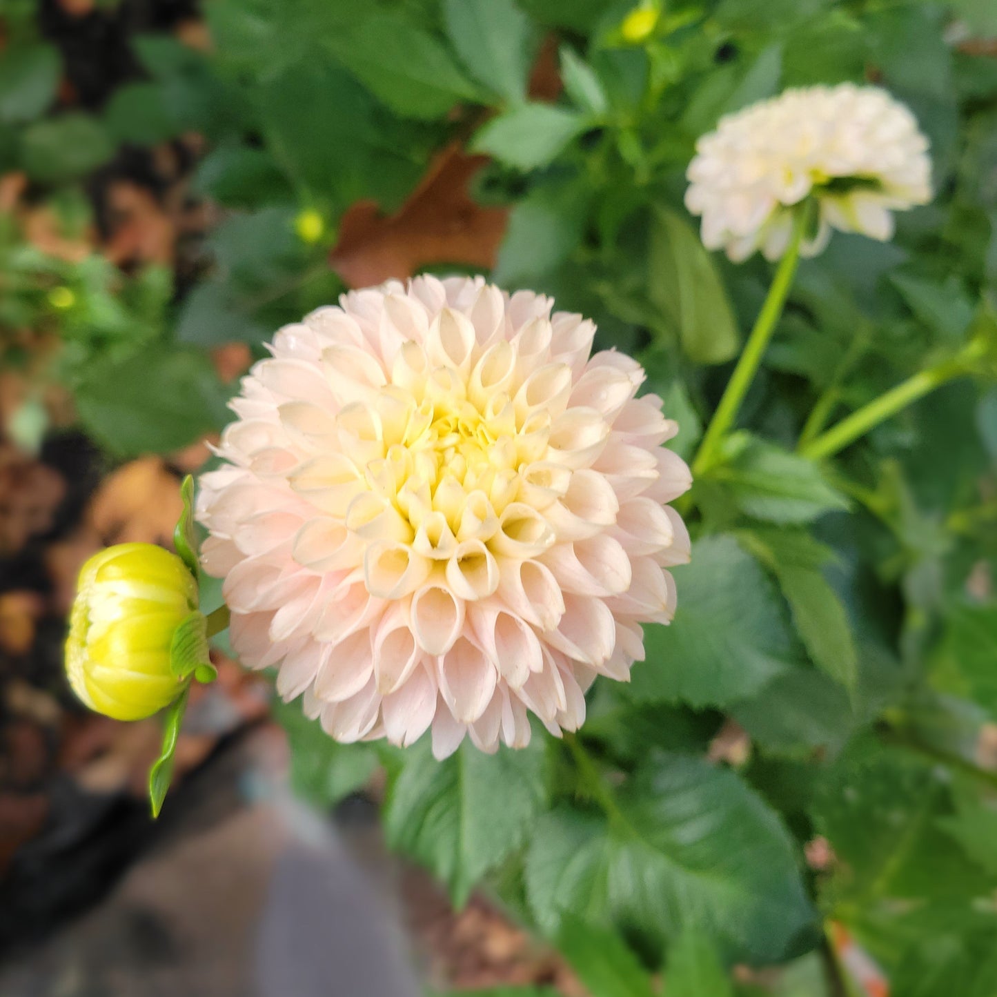 Hollyhill Pollyanna