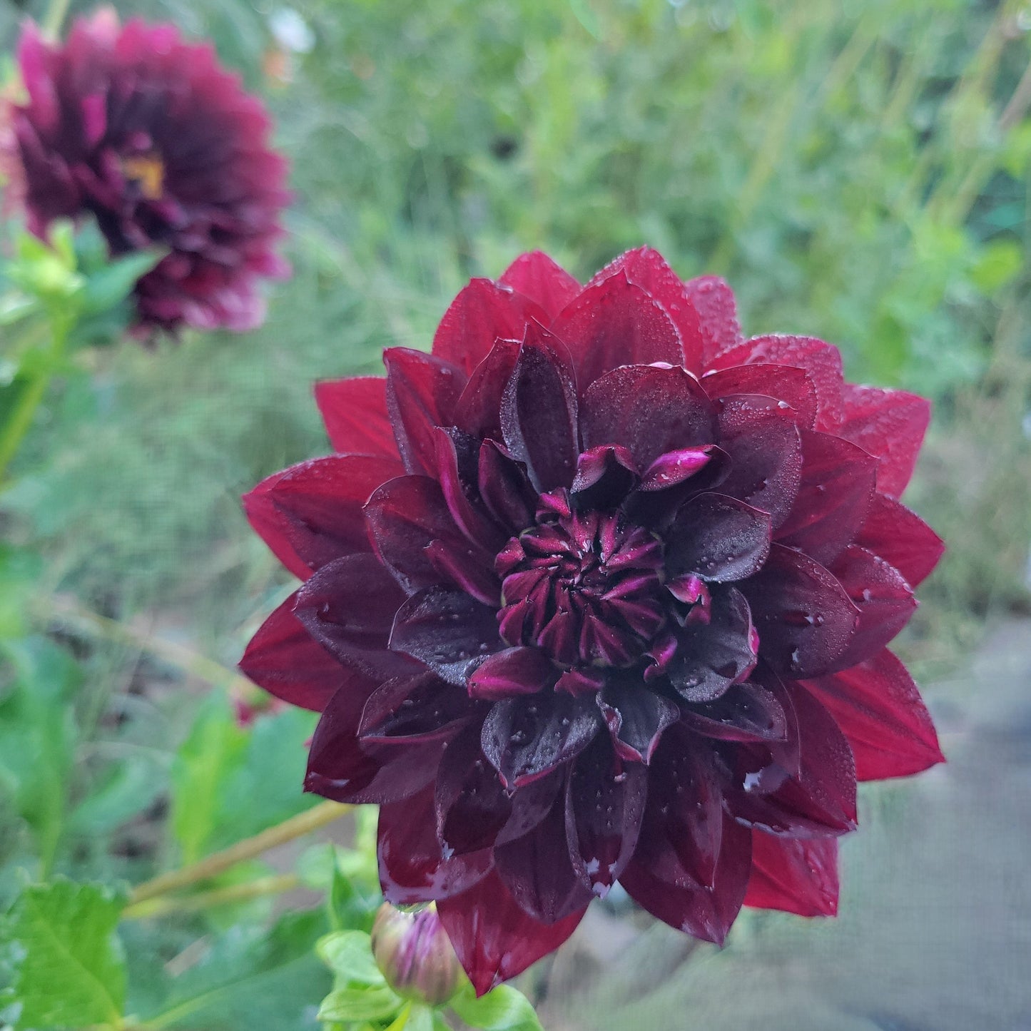 Hollyhill Black Widow