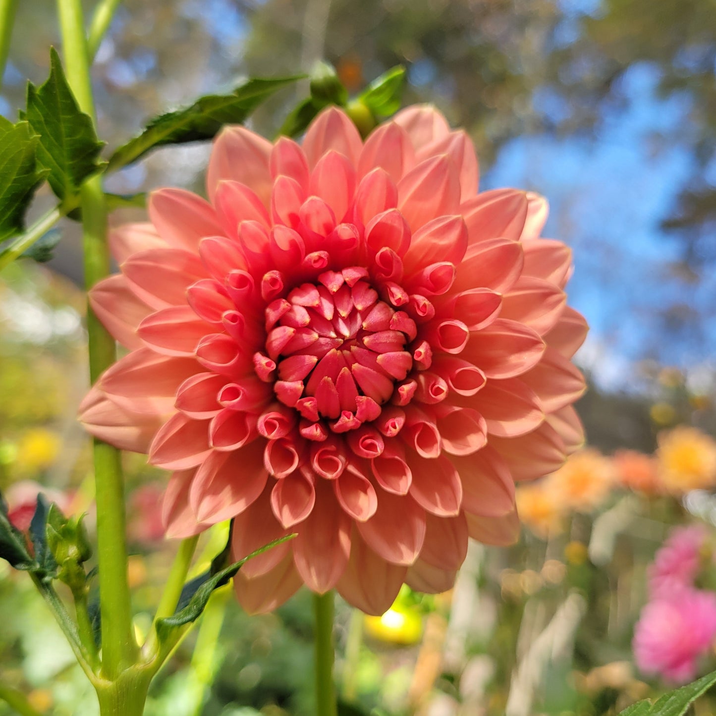 Lee's Zesty Peach