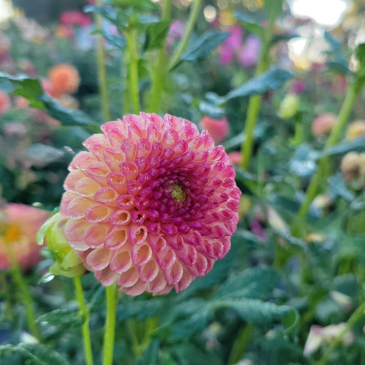 Rosemary Dawn