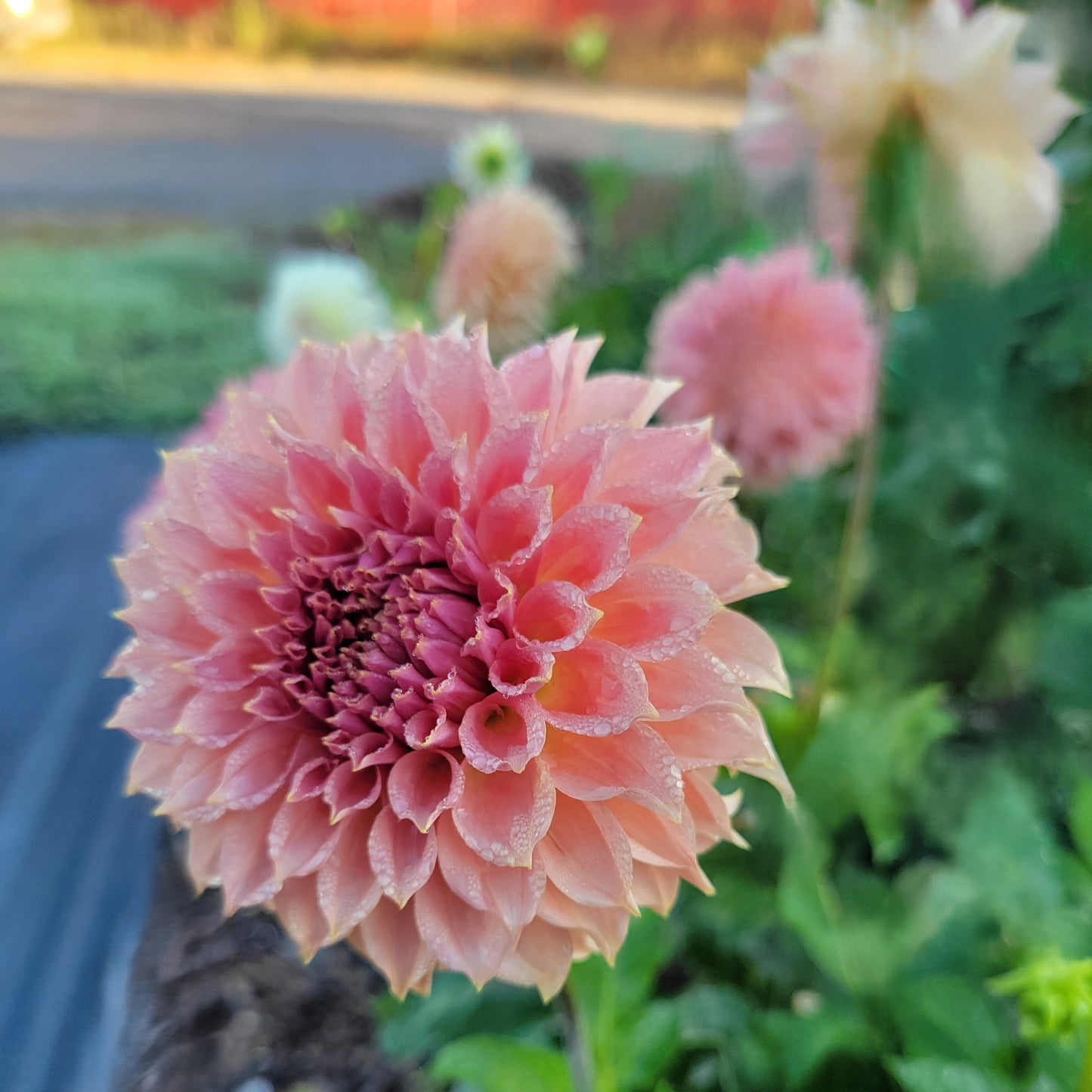SC - Coral Sea