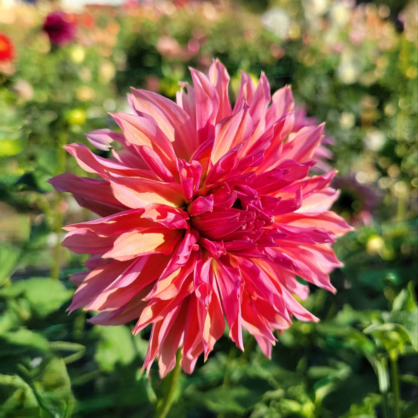 Vista Minnie