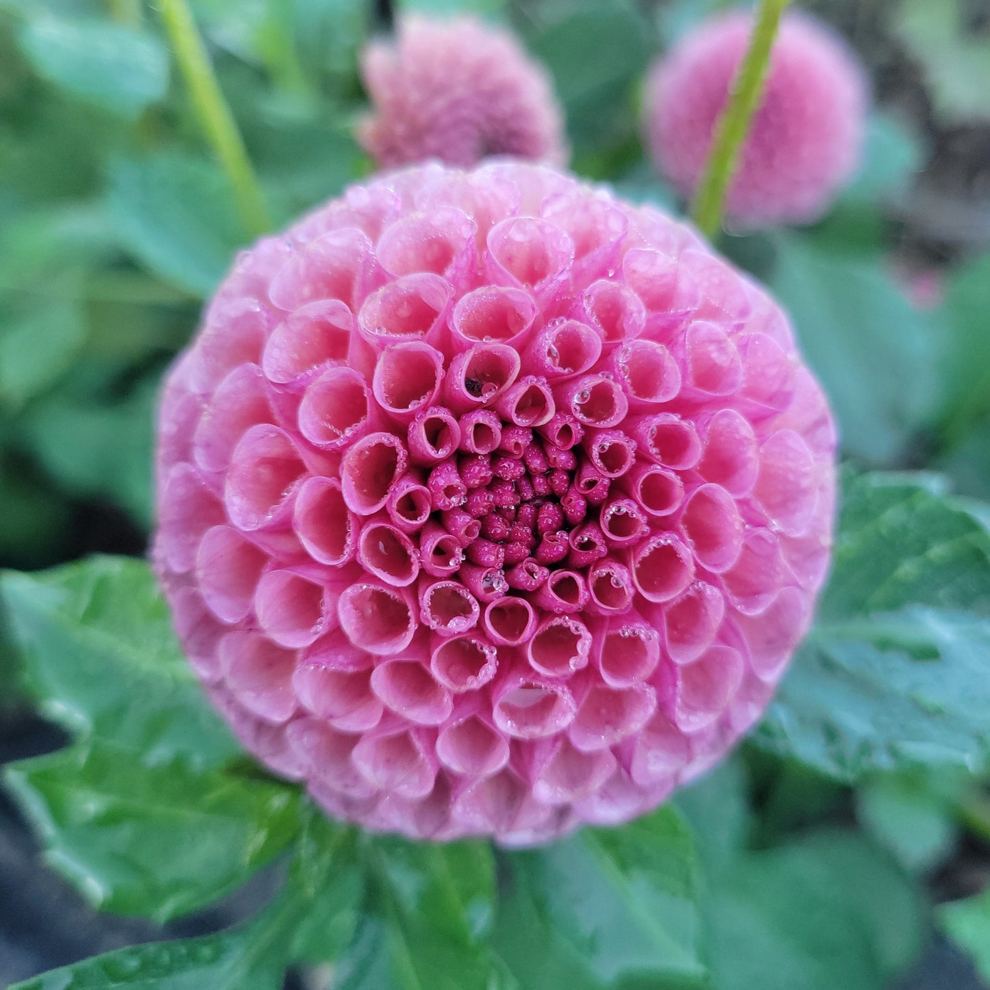 Koko Puff