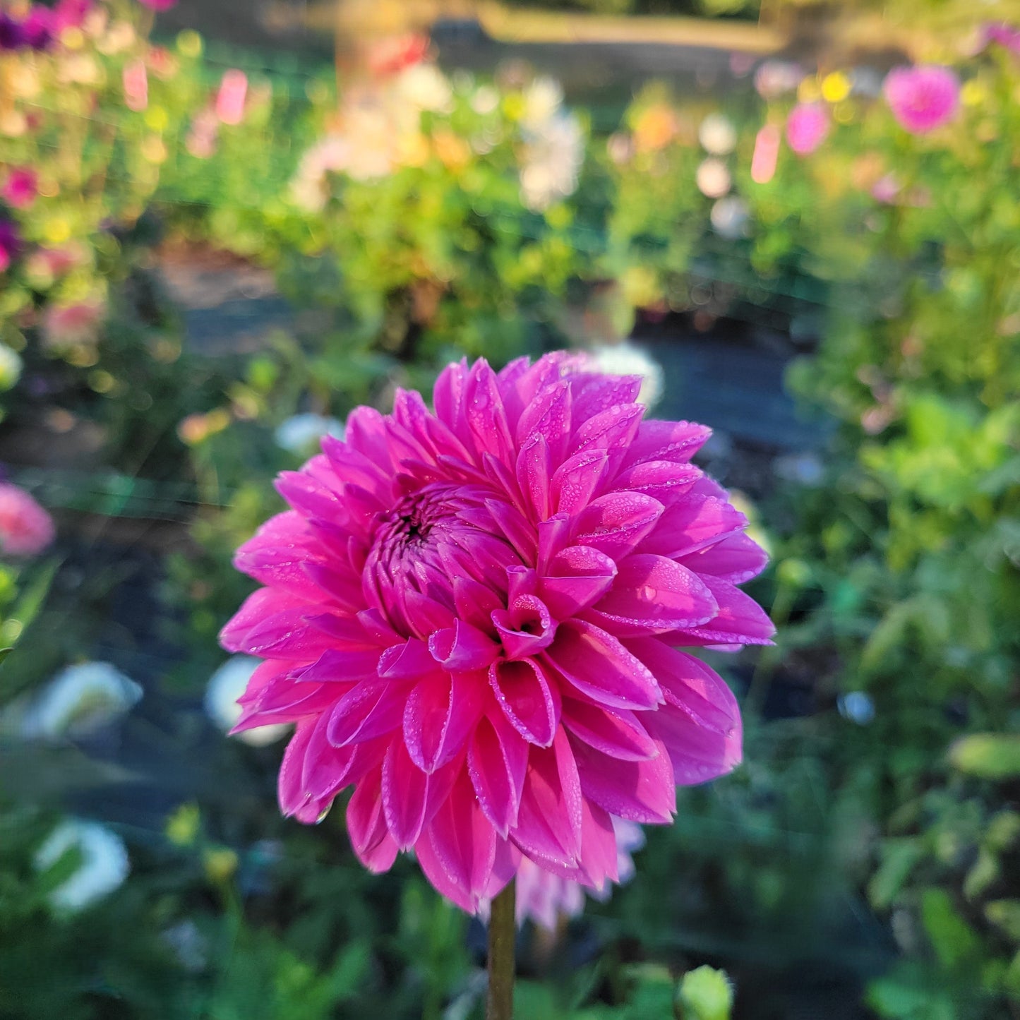 Pink Sylvia (Sandra)