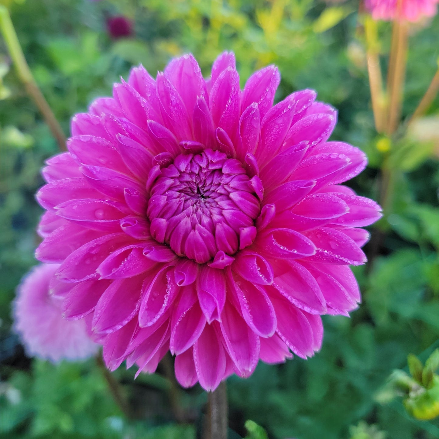 Pink Sylvia (Sandra)