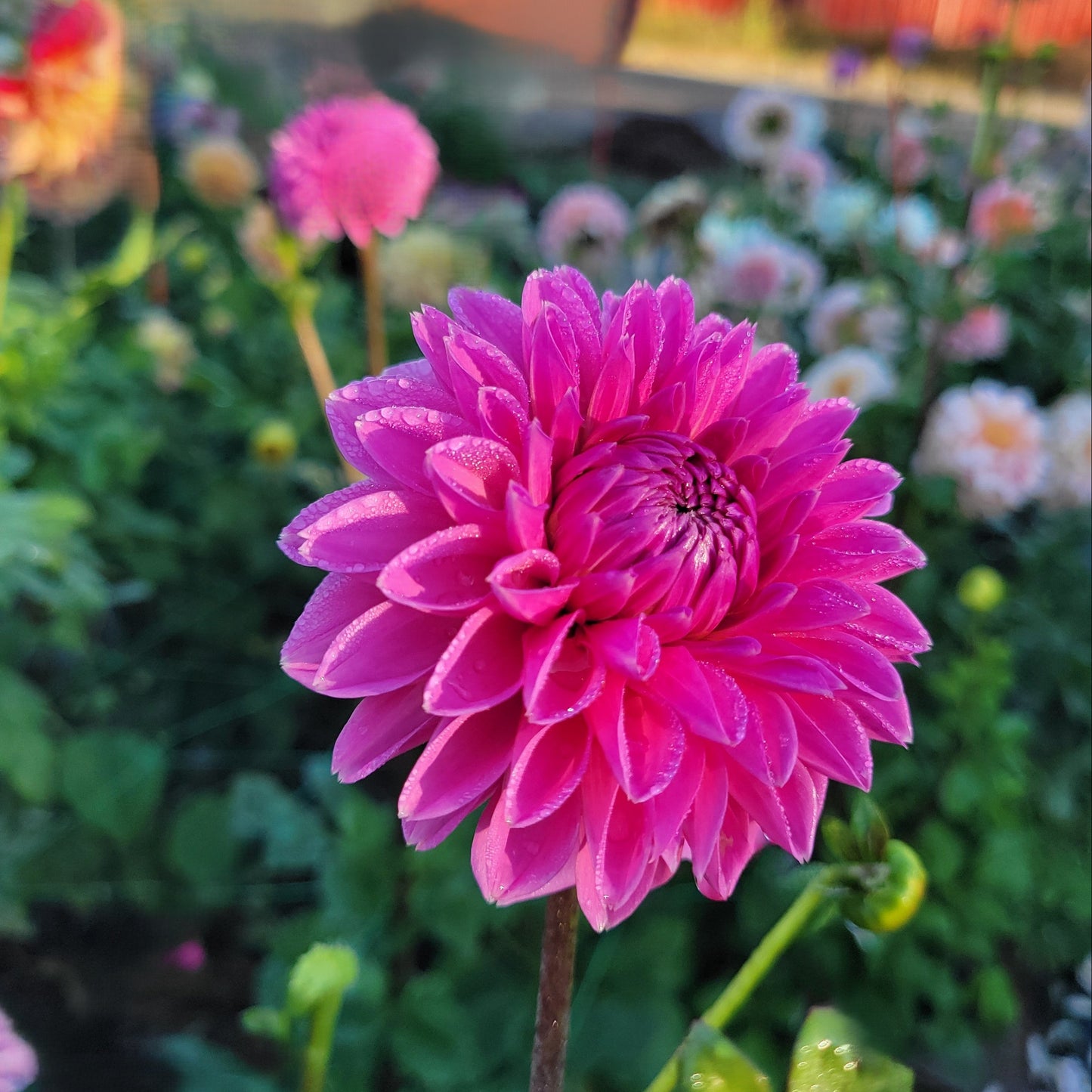 Pink Sylvia (Sandra)