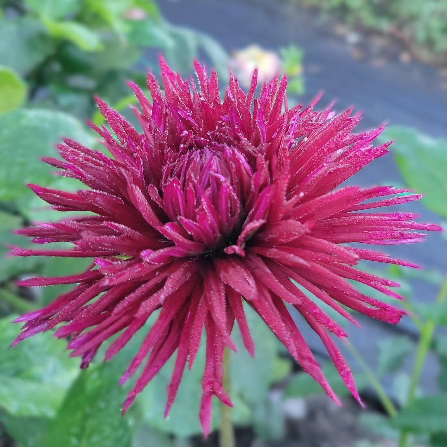 Urchin