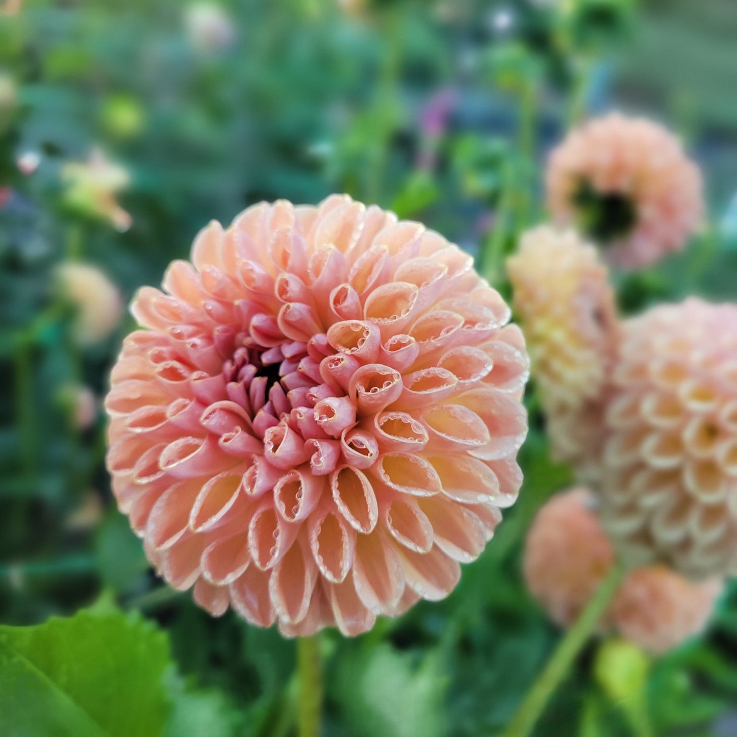 Valley Tawny