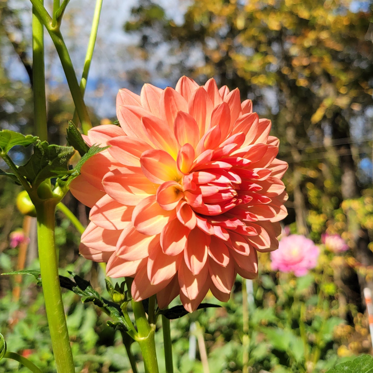 Lee's Zesty Peach