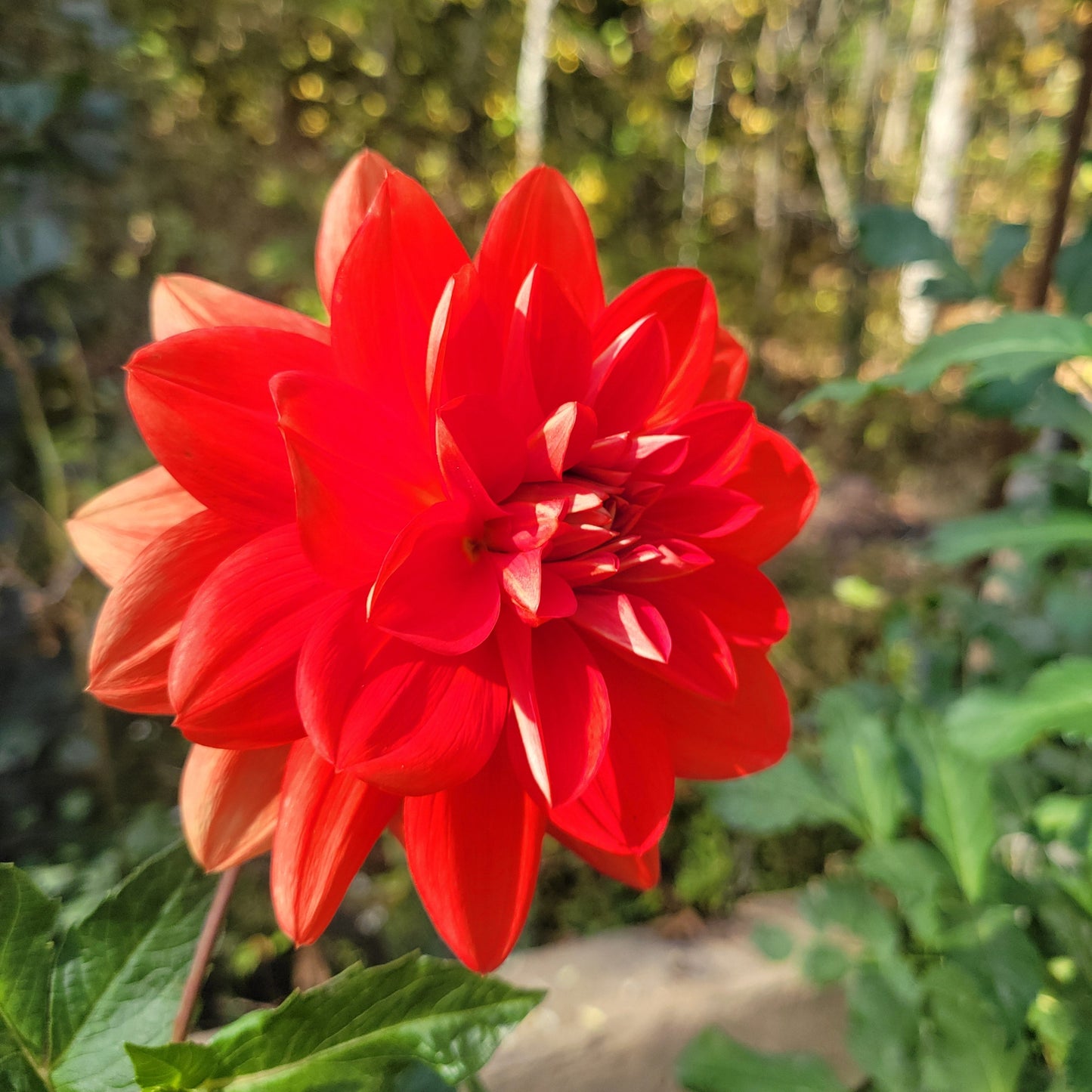 Taratahi Ruby