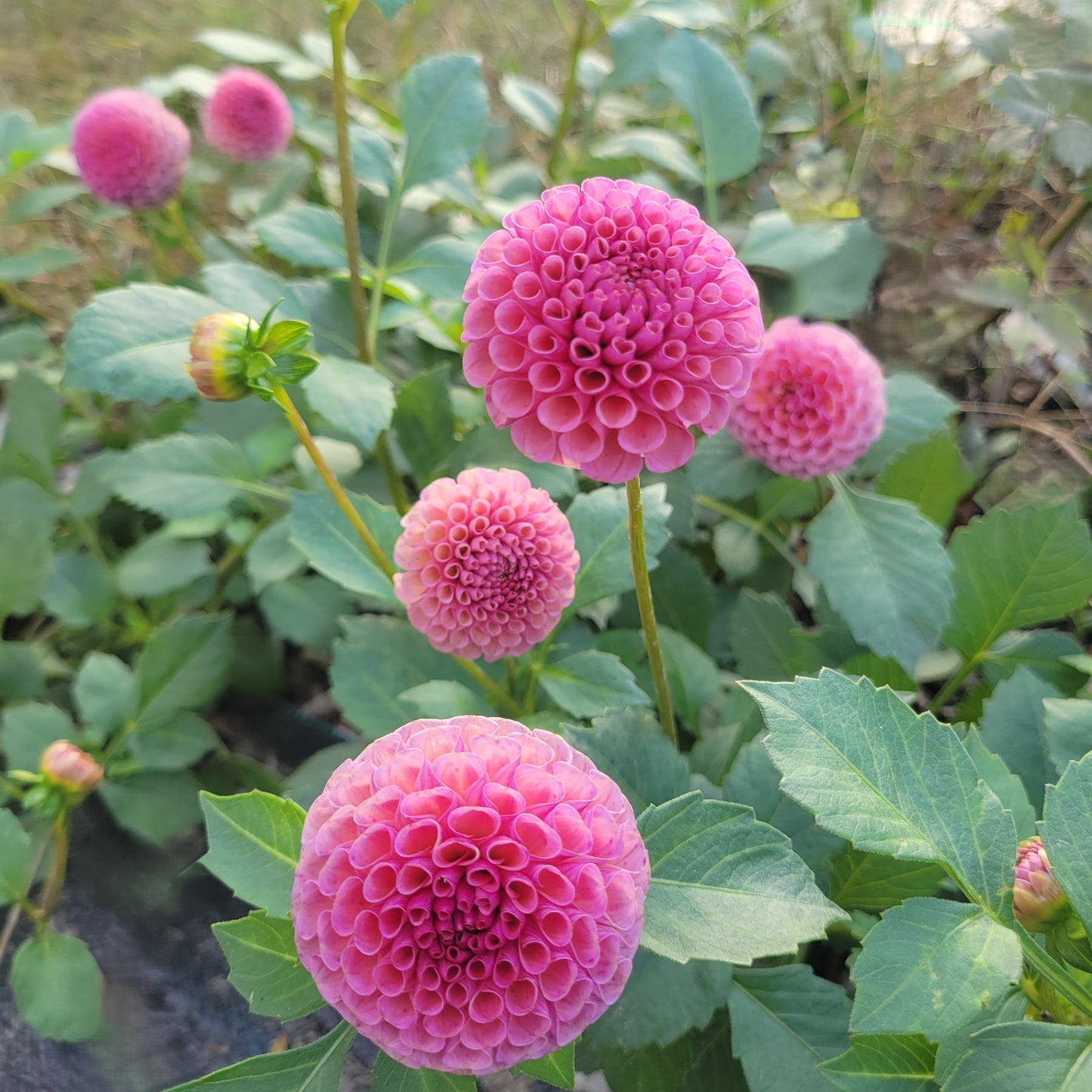 Koko Puff