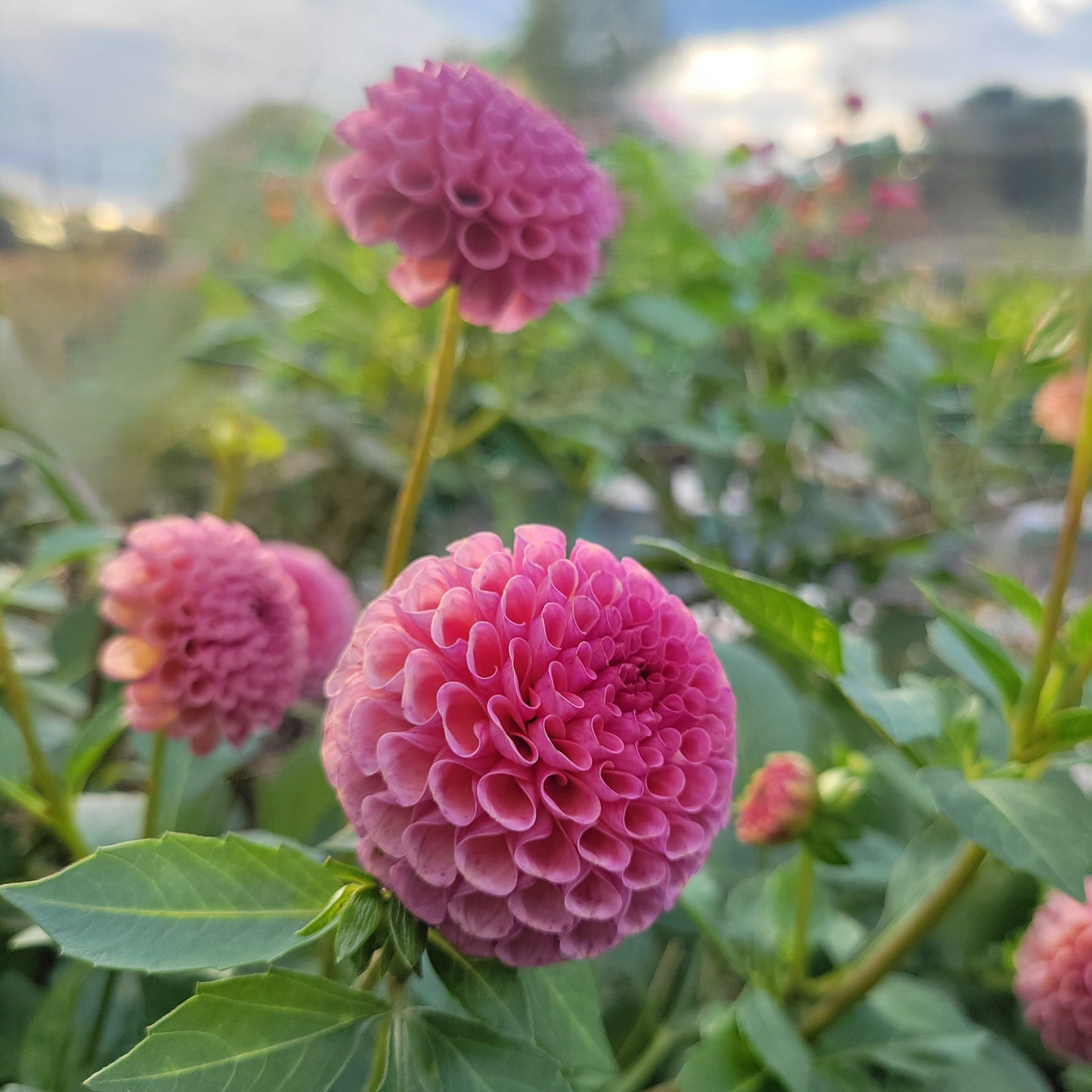 Koko Puff