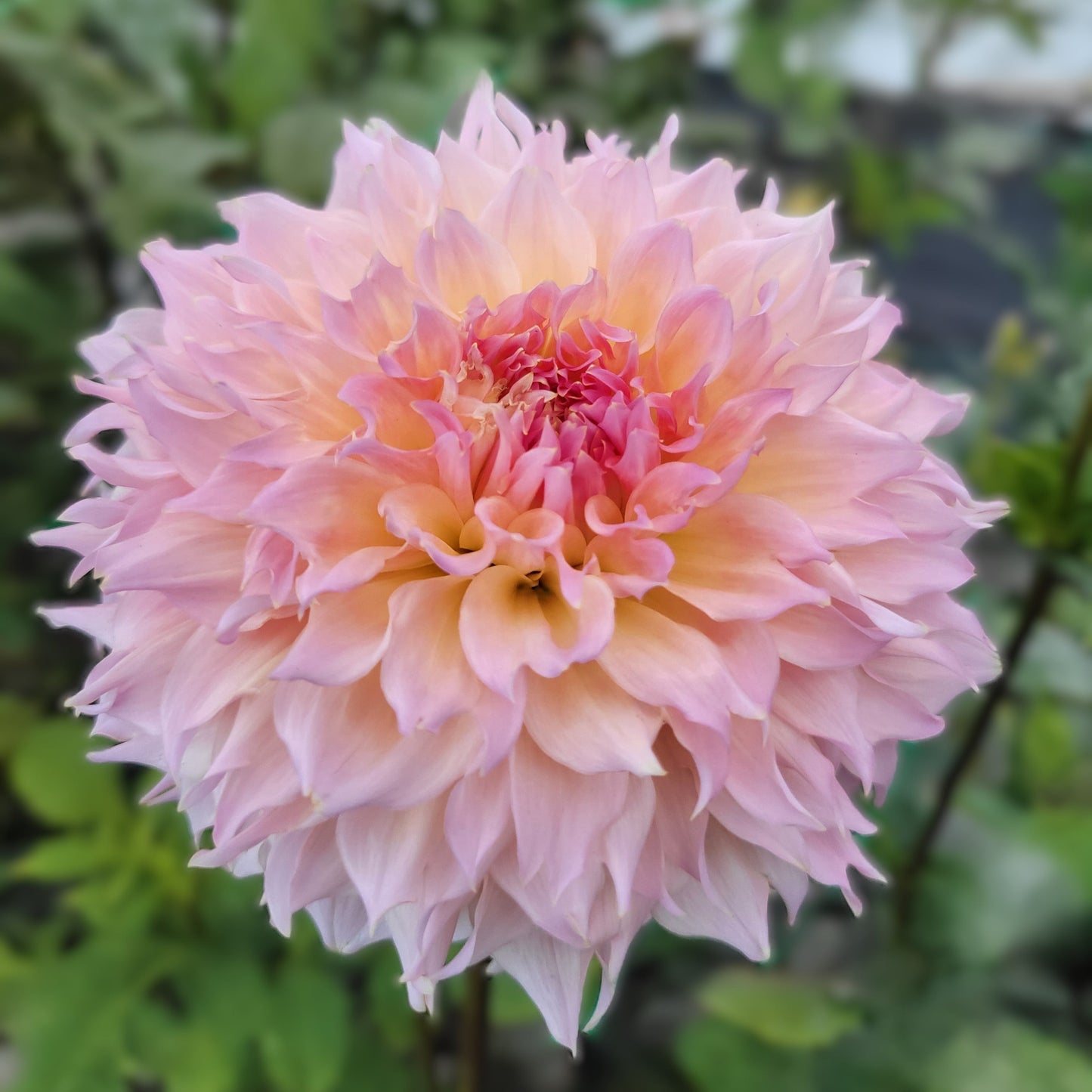 Lee's Pink Grapefruit