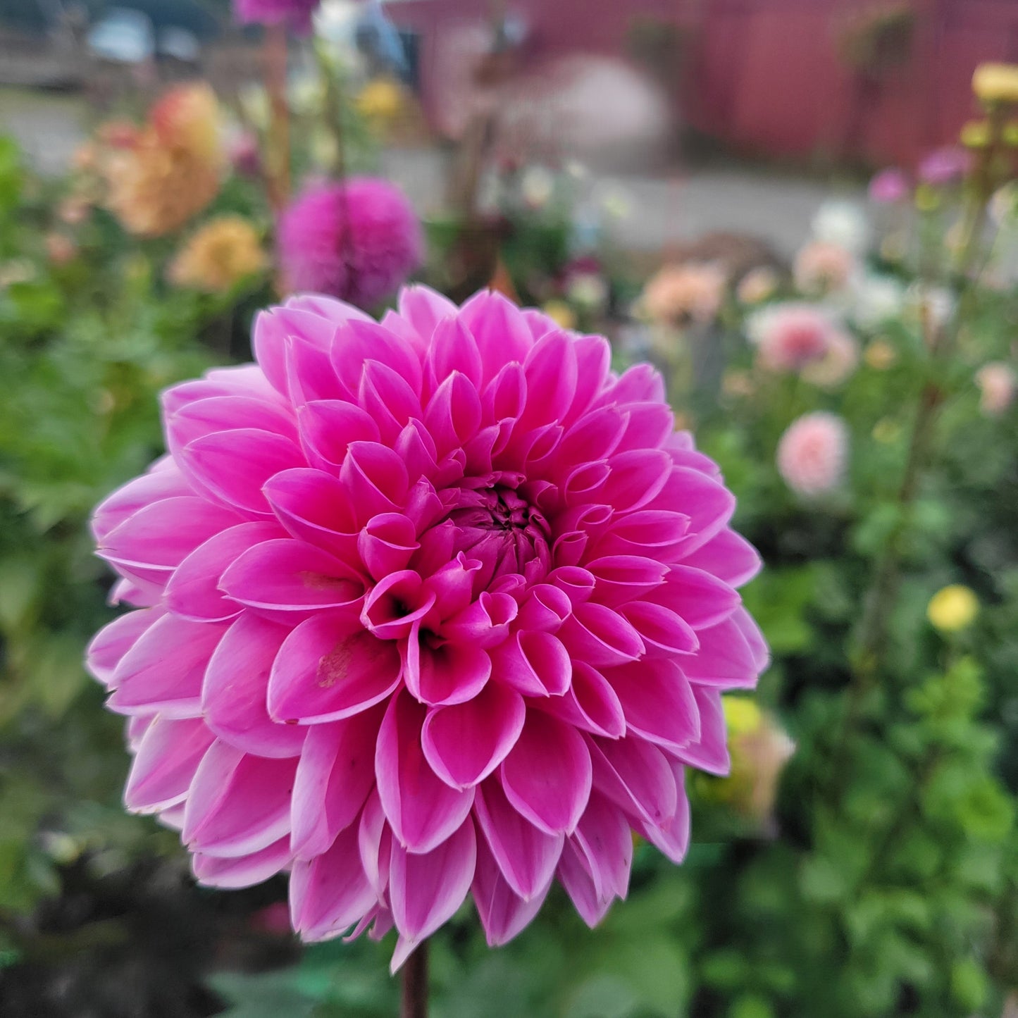 Pink Sylvia (Sandra)