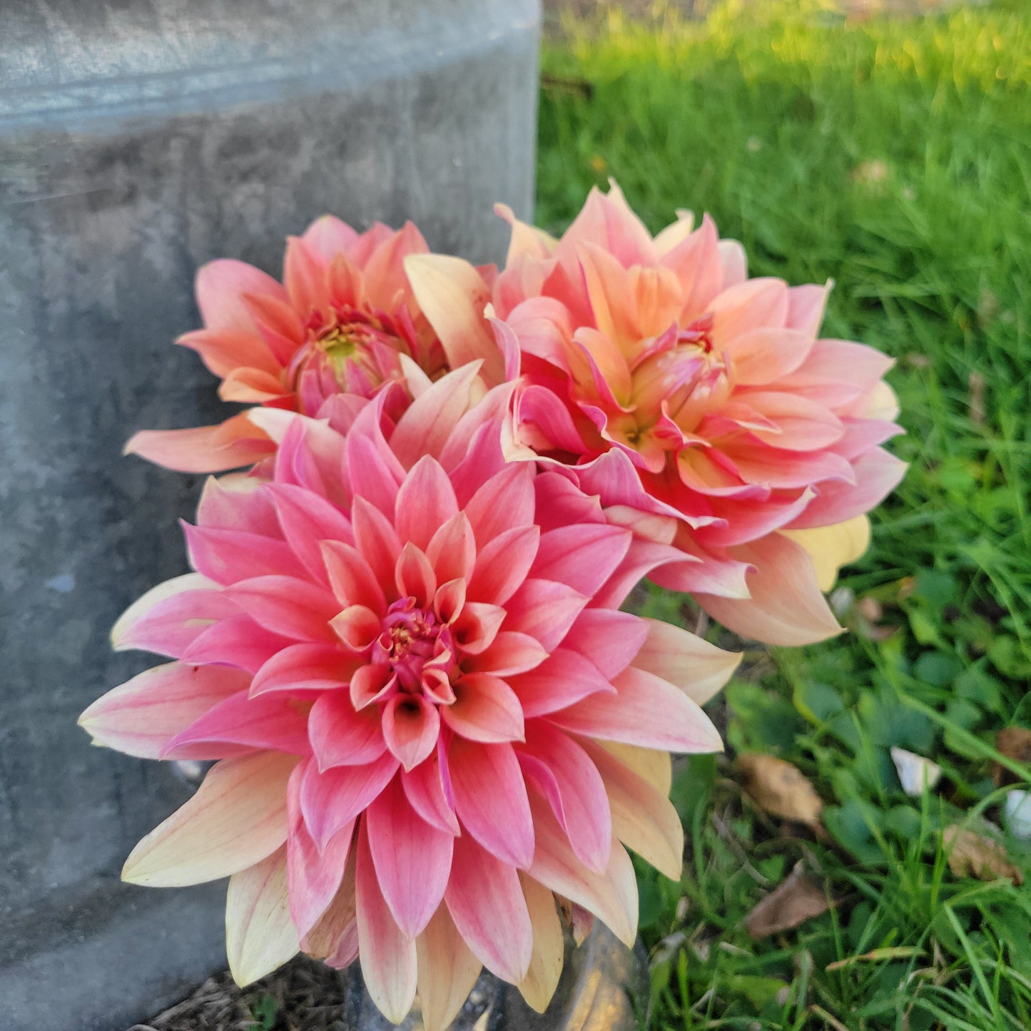 Salish October Wedding