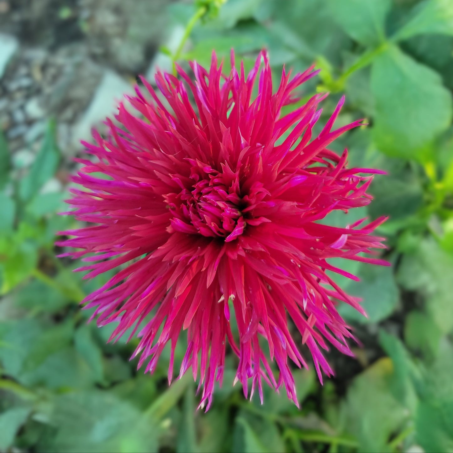 Urchin