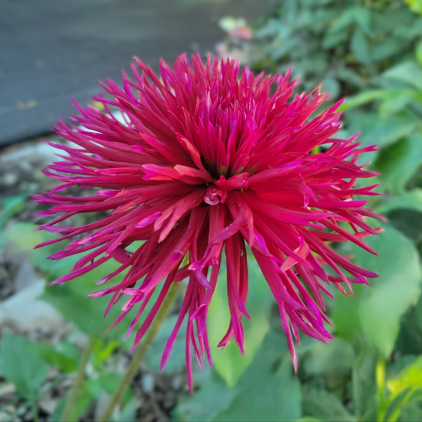 Urchin