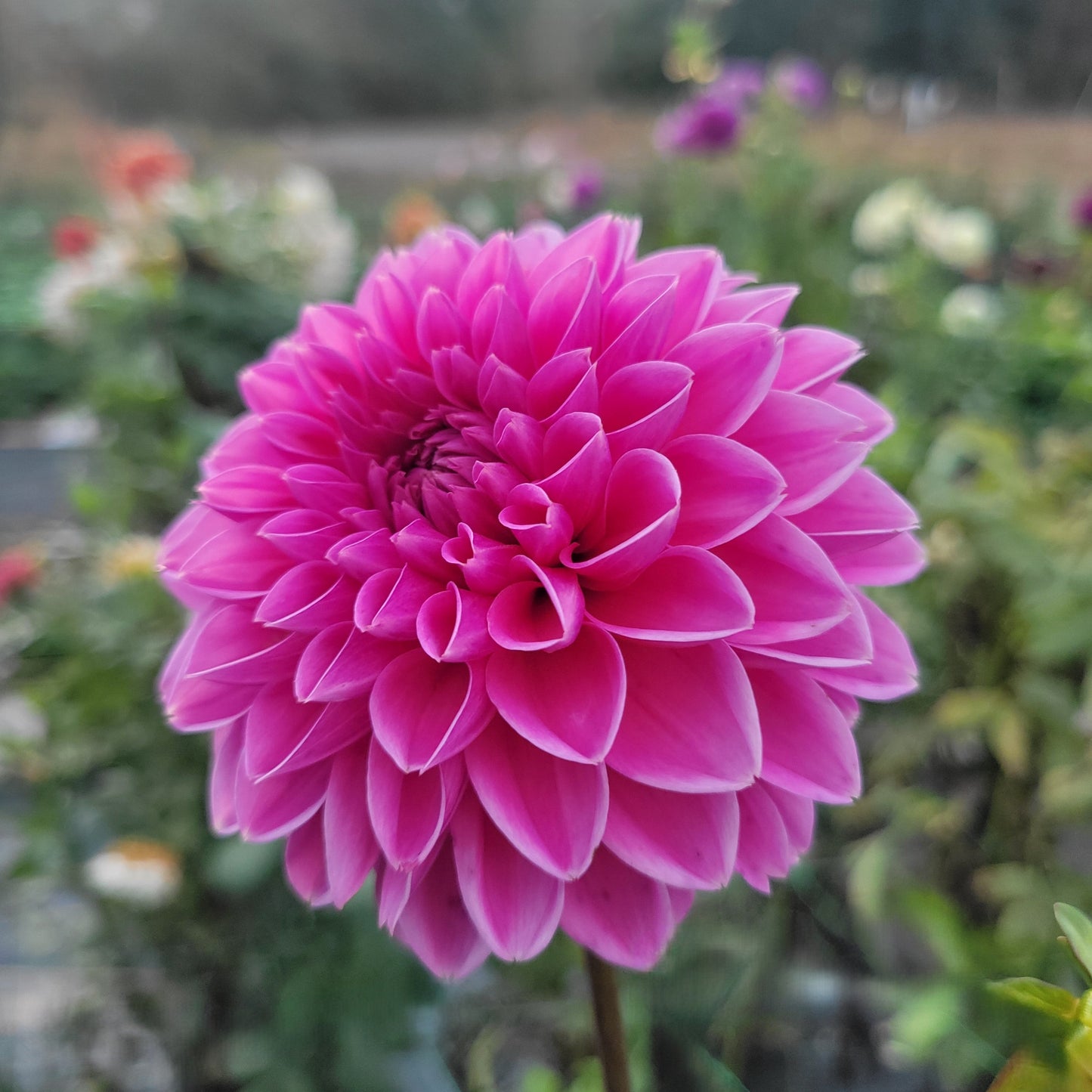 Pink Sylvia (Sandra)