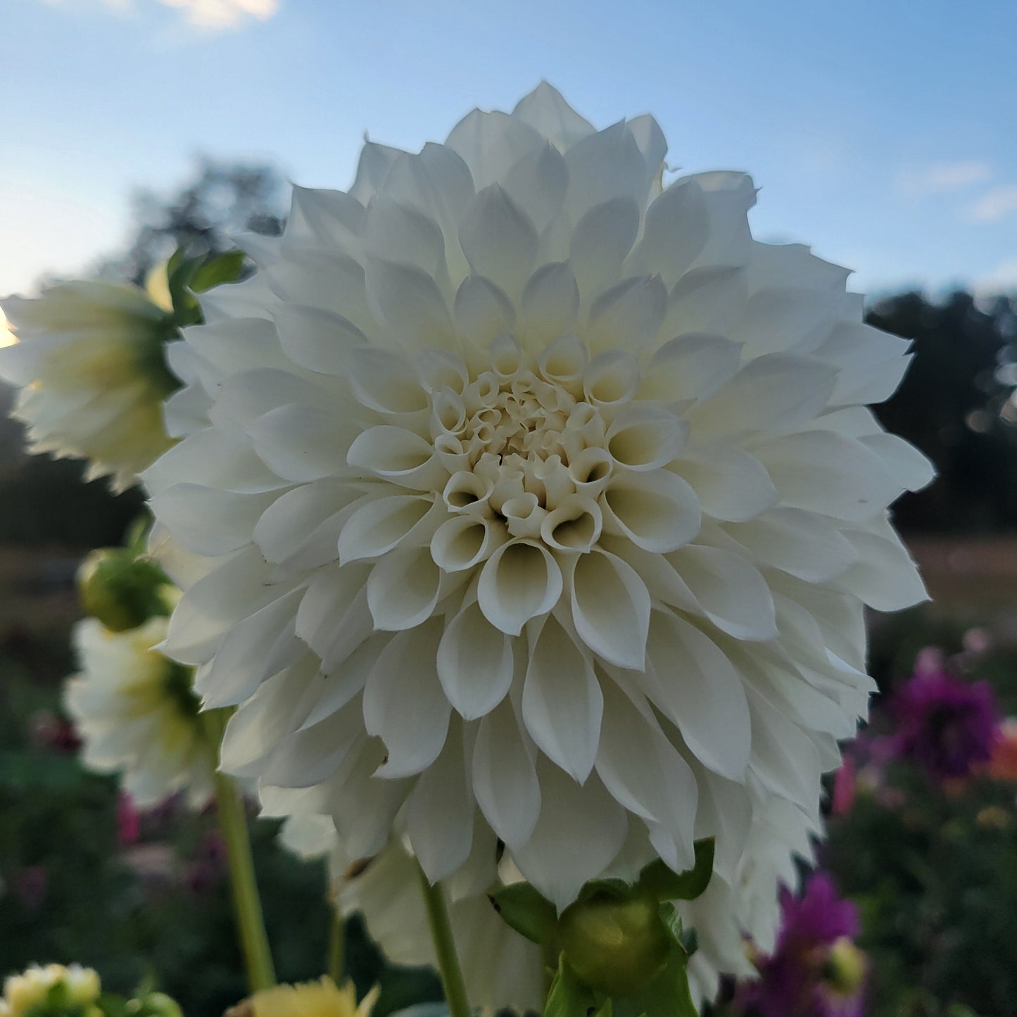 SC- Bella Luna