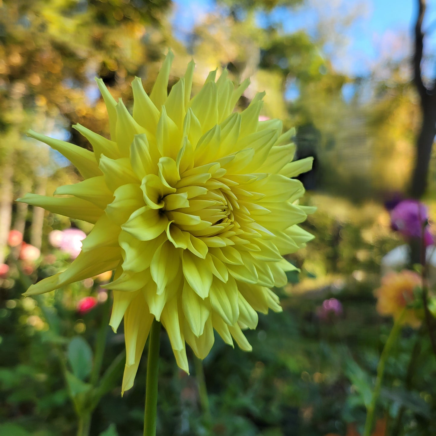 Clearview Citron