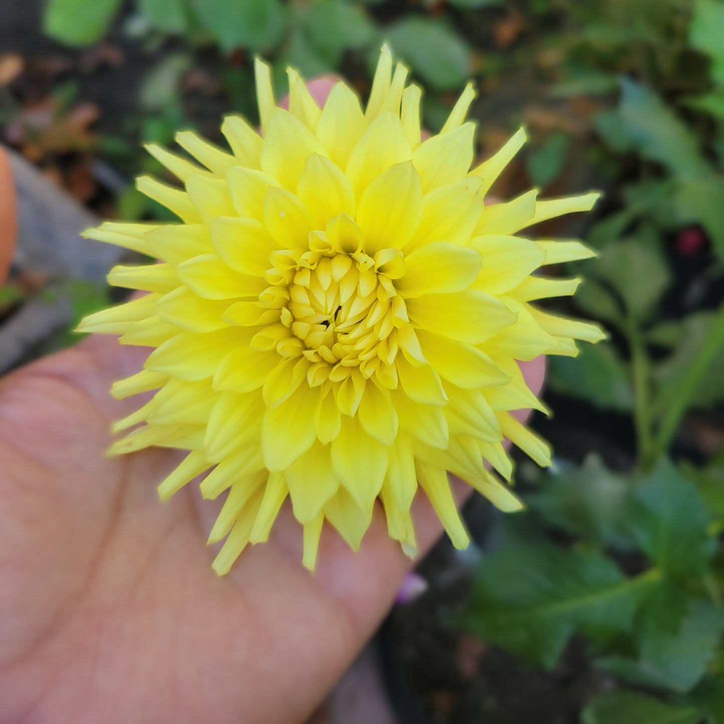 Clearview Citron