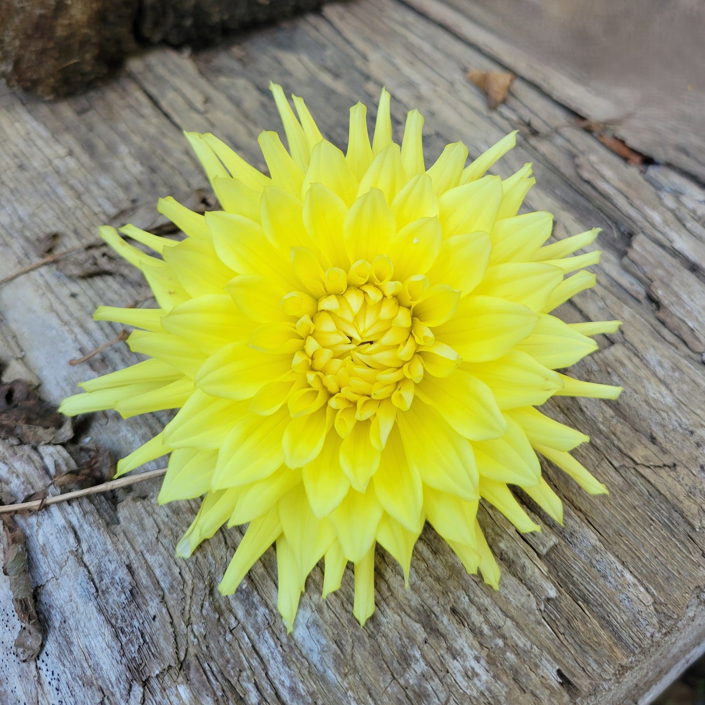 Clearview Citron