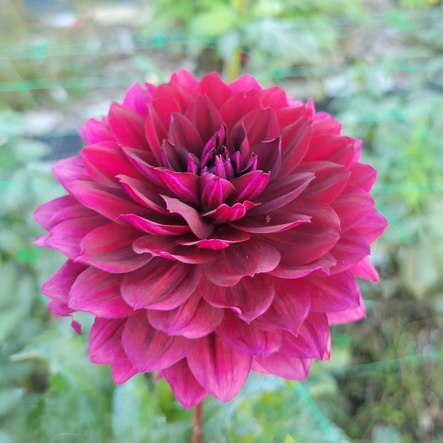 Hollyhill Black Widow