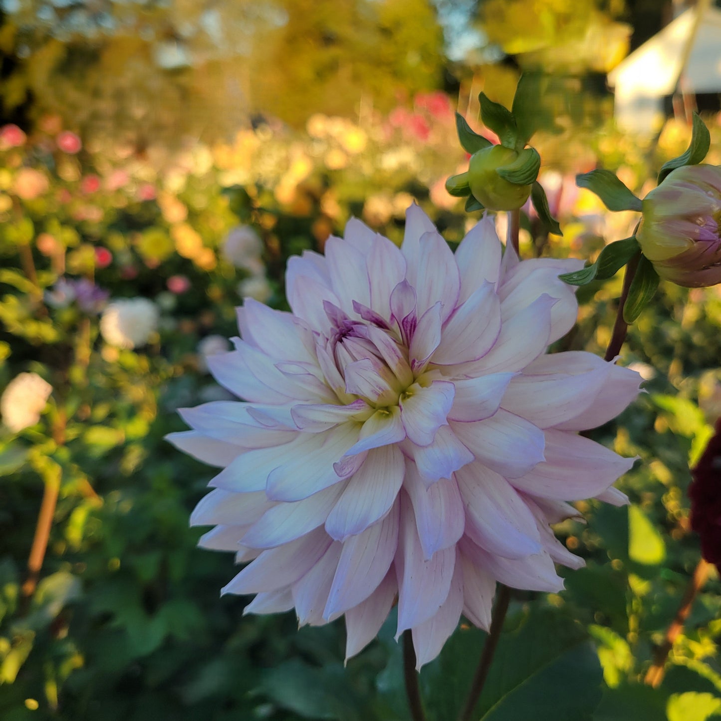 Leila Savanna Rose - Read description