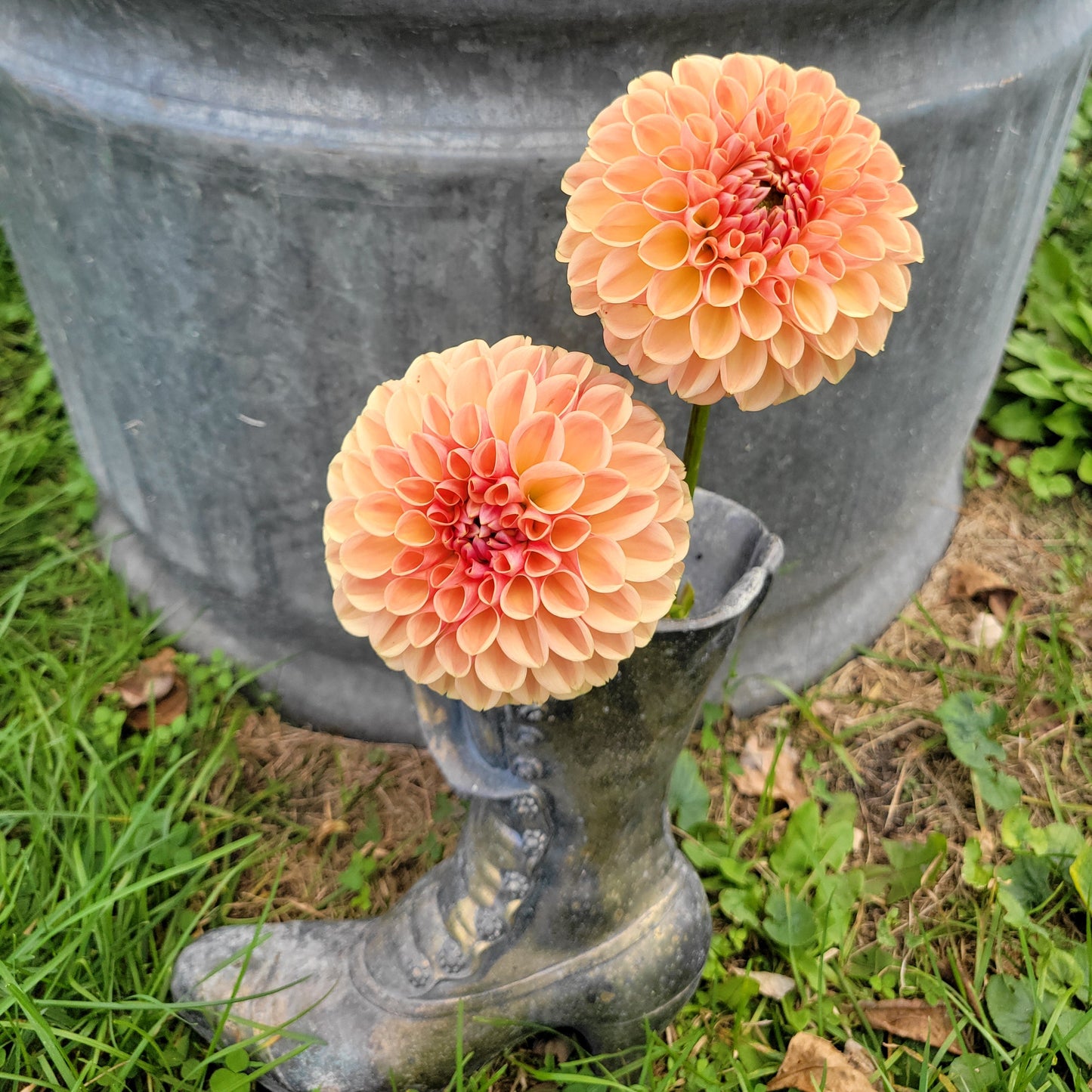 Valley Tawny