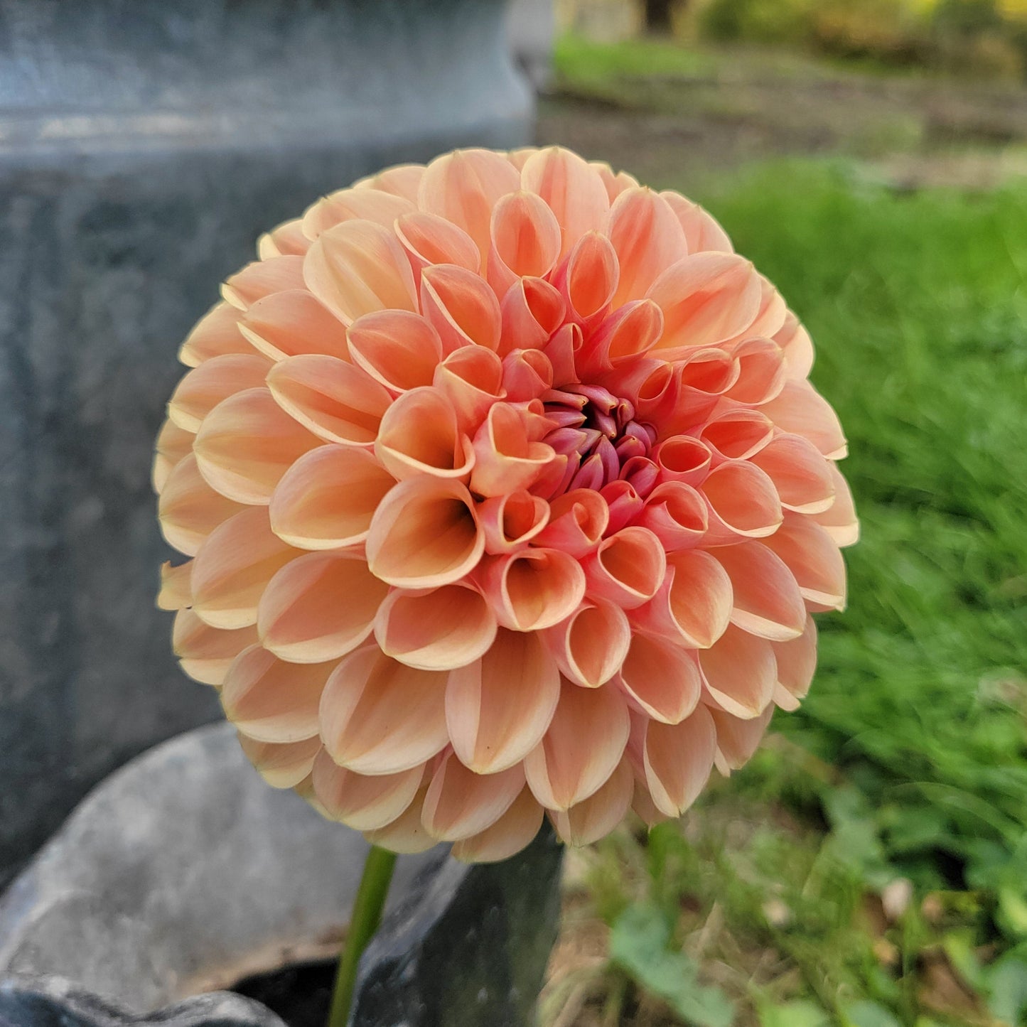 Valley Tawny