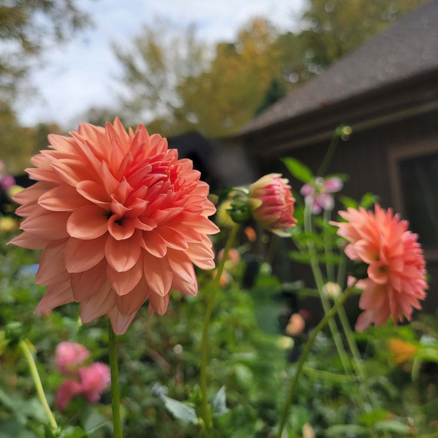 Lee's Zesty Peach