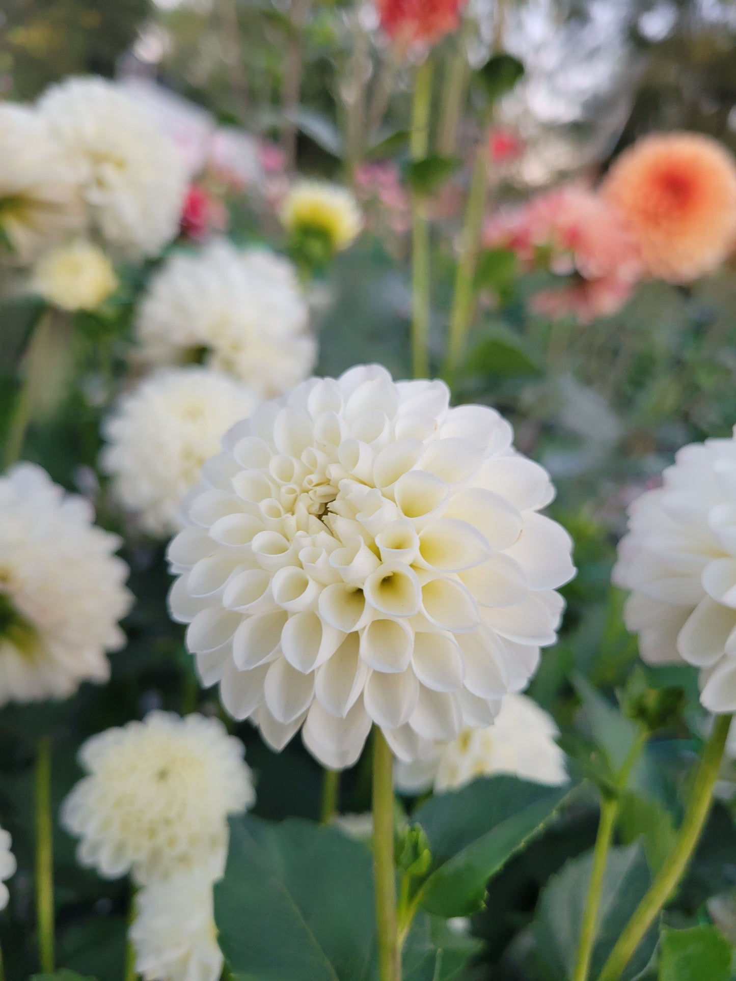 White Nettie