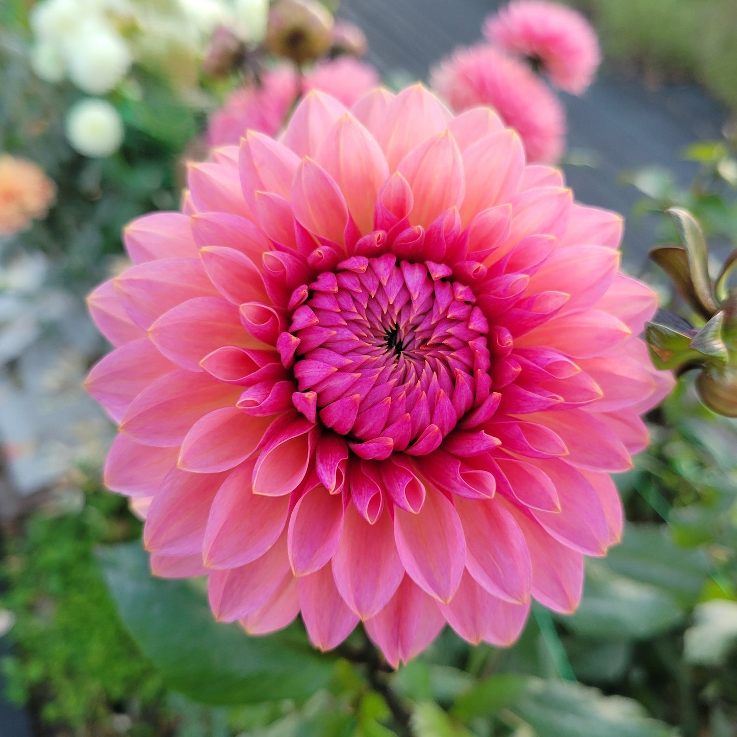 Sweet Sanne