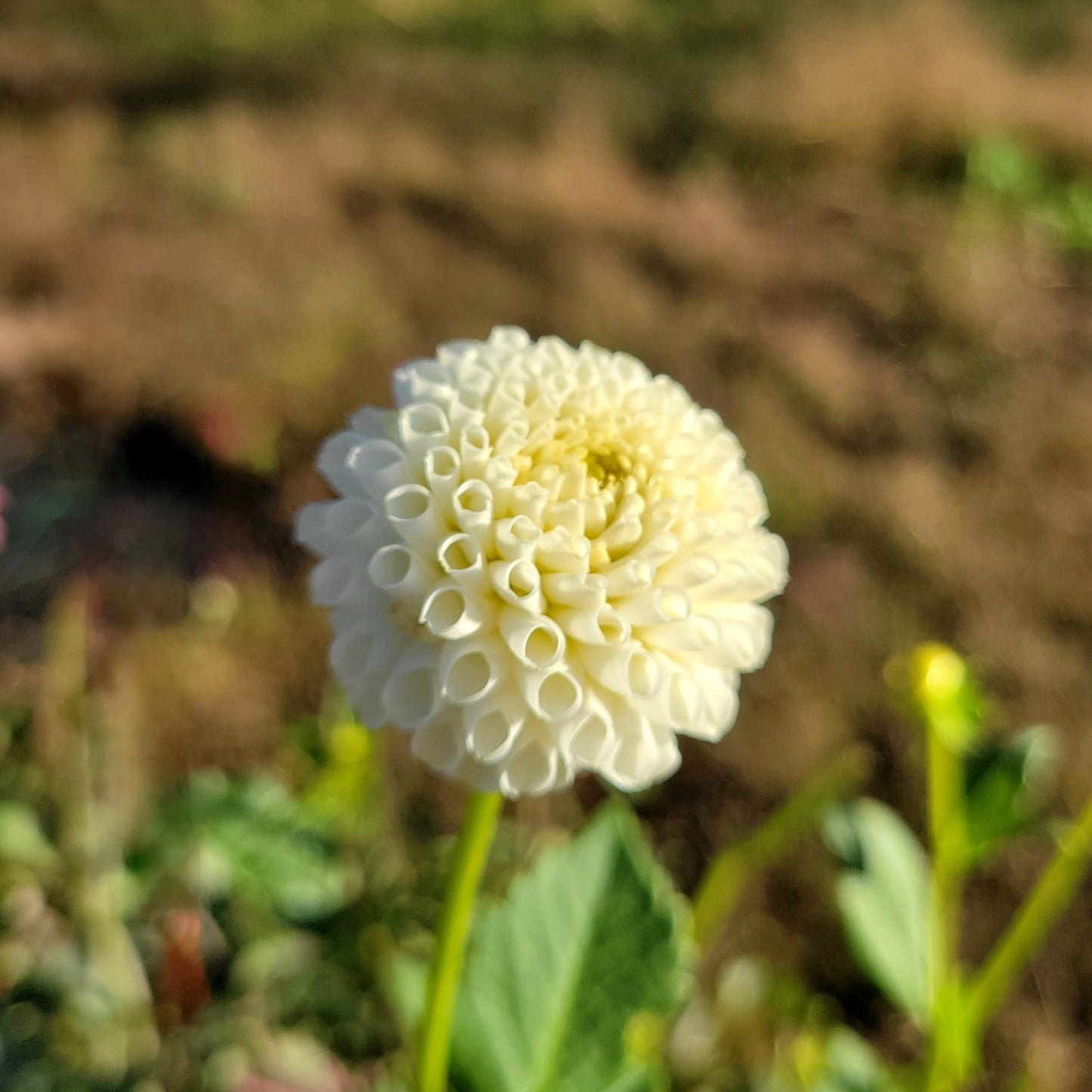 Tiny Treasure