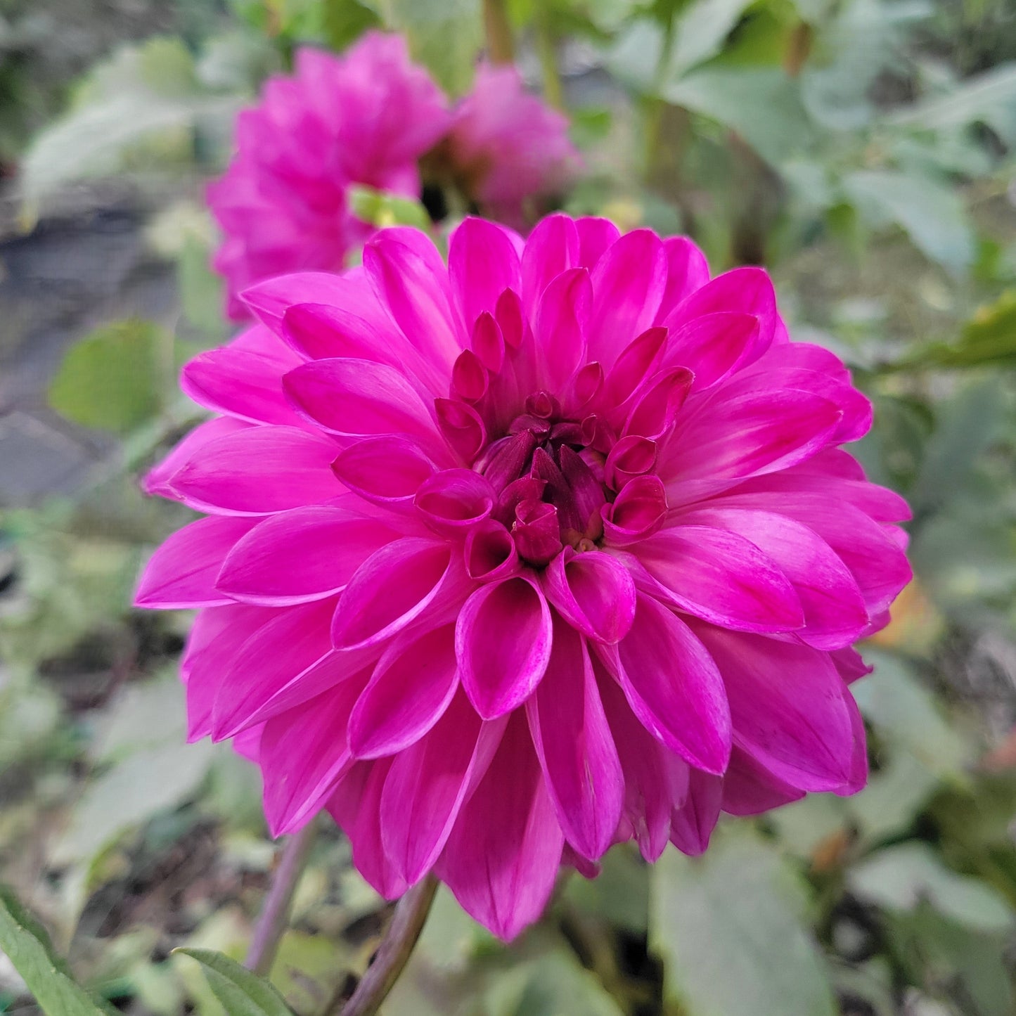 Bloomquist Vivian