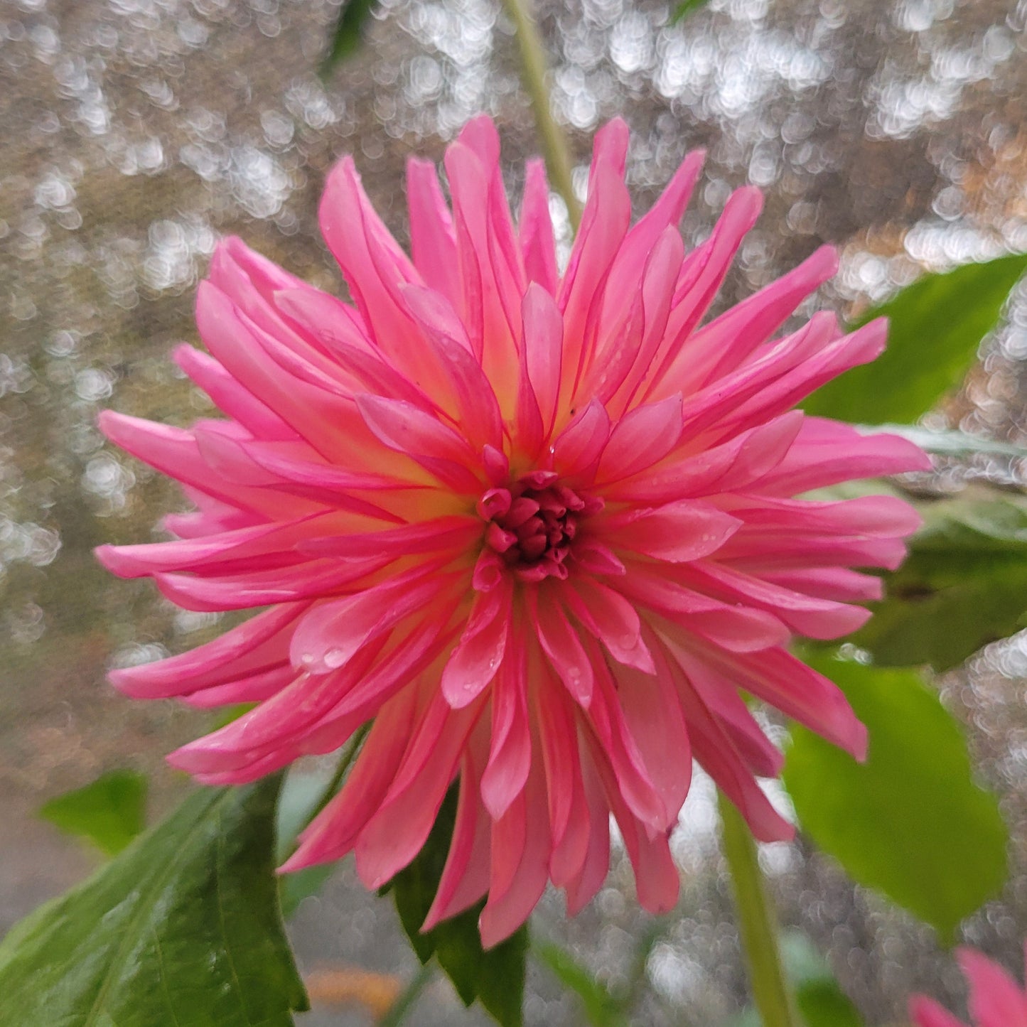 River's Watermelon - see comment