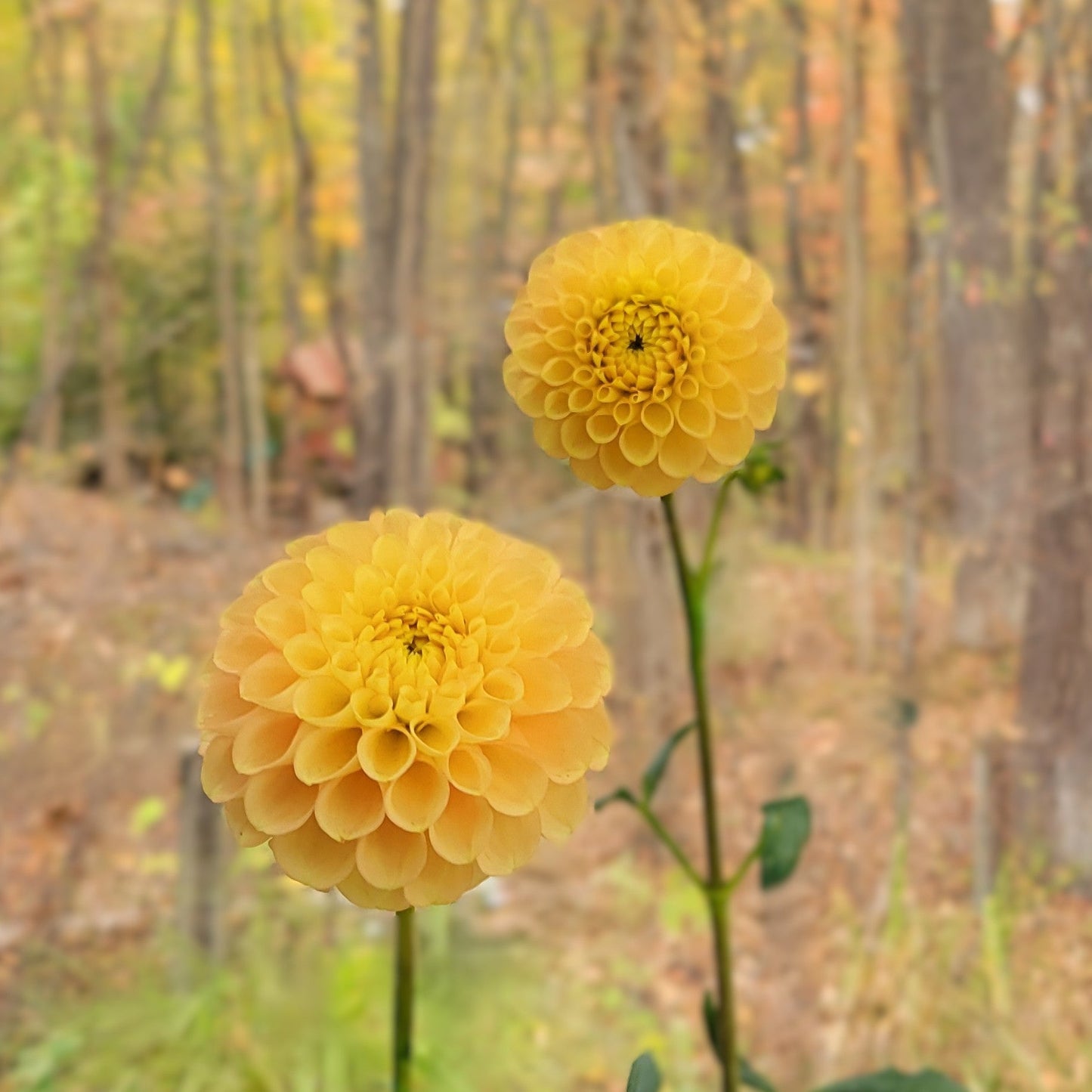 Ferncliff Honeycomb