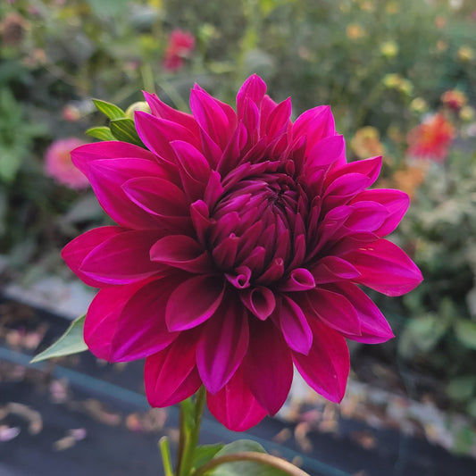 Hello Dahlia