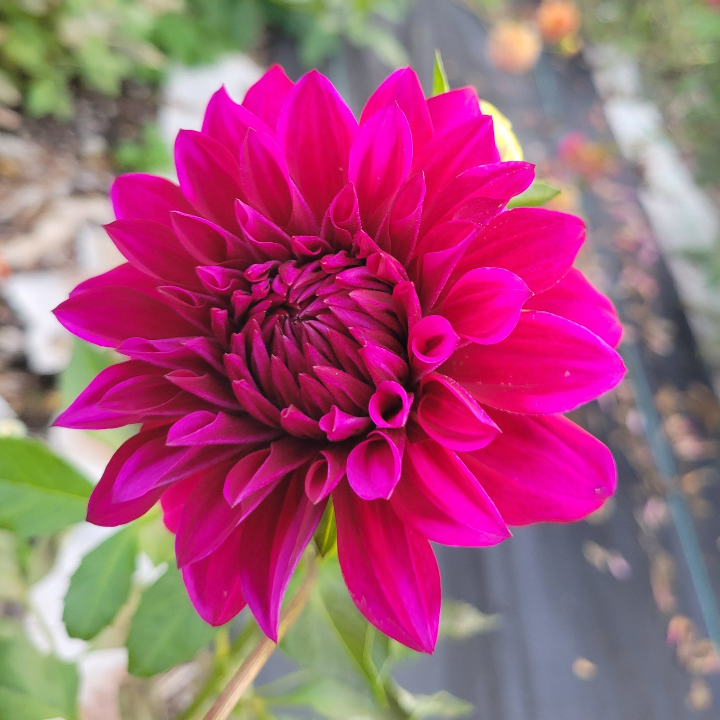 Hello Dahlia