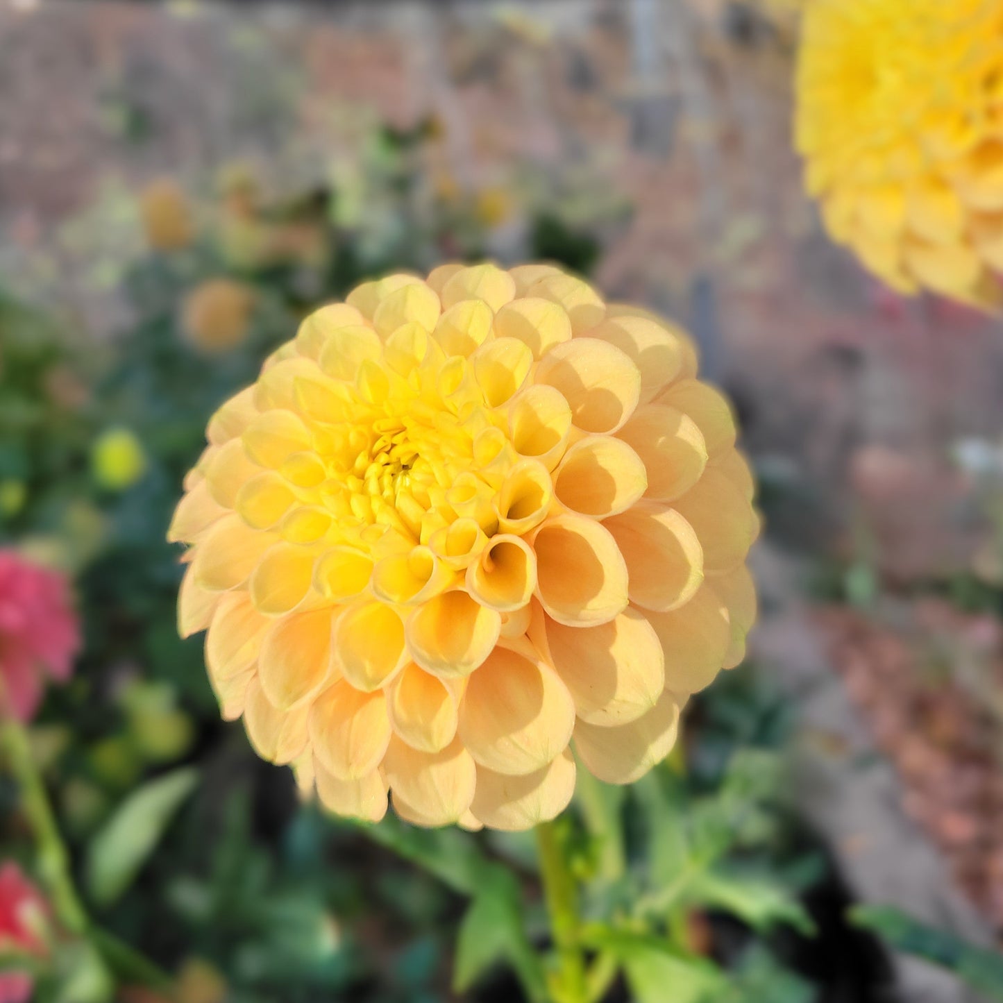 Ferncliff Honeycomb