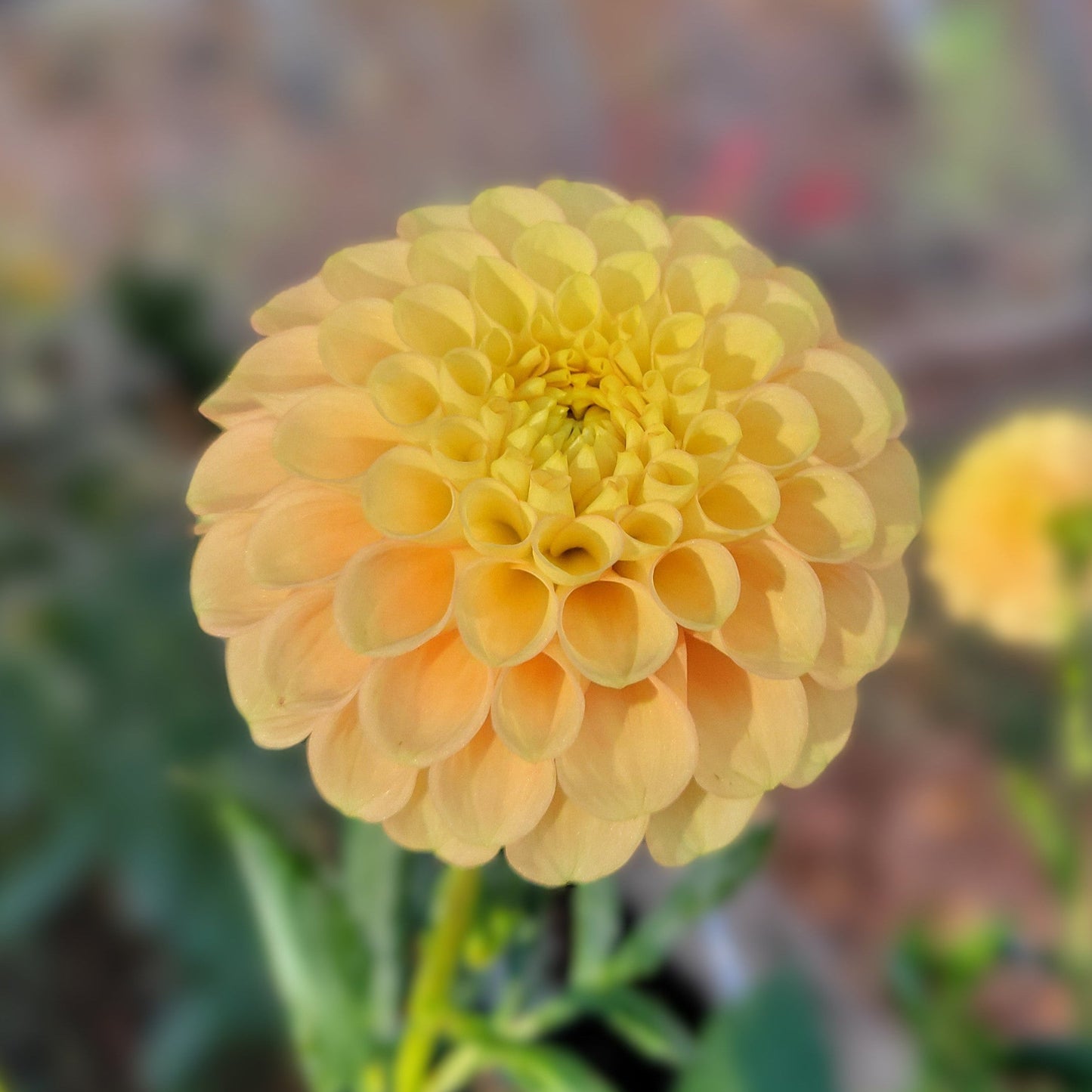 Ferncliff Honeycomb