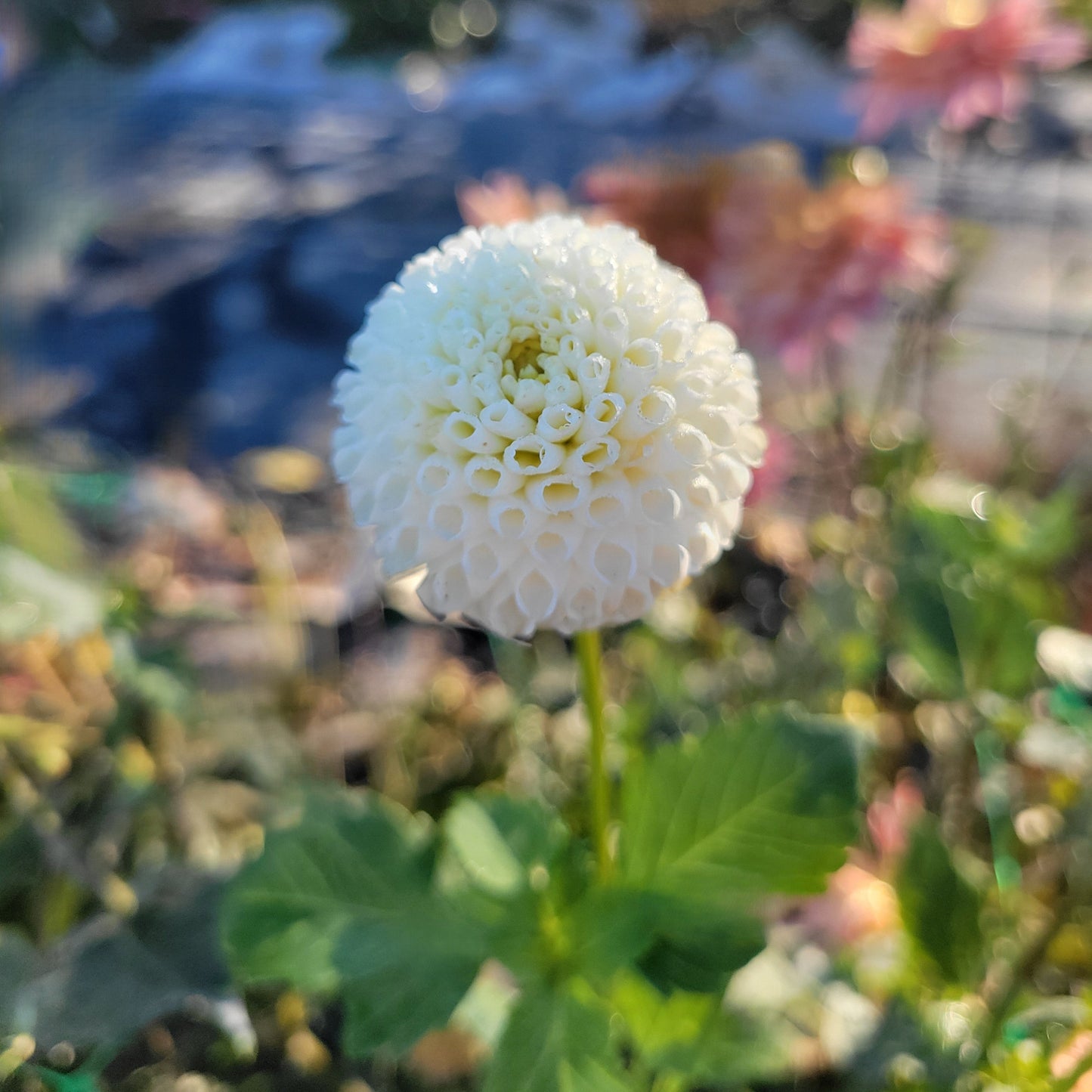 Tiny Treasure
