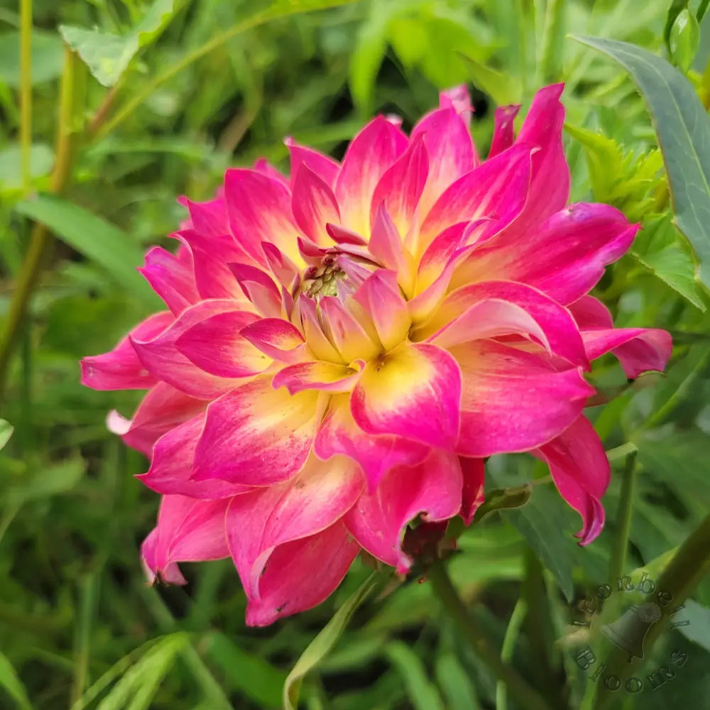 AC Rosebud - tuber